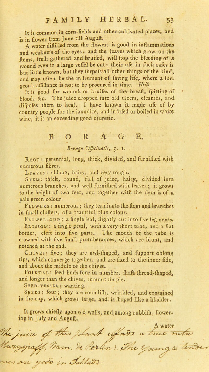 It is common in corn-fields and other cultivated places, and is in flower from June till Augurt. A water diflilled from the flowers is good in inflammations and wcaknefs of the eyes; and the leaves which grow on the Hems, frelh gathered and bruifed, will flop the bleeding of a wound even if a large veflel be cut: their ufe in fuch cafes is but little known, but they furpafs'all other things of the kind, and may often be the inftrument of faving life, where a fur- geon’s afliftance is not to be procured in time. Hill. It is good for wounds or bruifes of the breaft, fpitting of • blood. See. The juice dropped into old ulcers, cleanfes, and difpofes them to heal. I have known it made ufe of by country people for the jaundice, and infufed or boiled in white wine, it is an exceeding good diuretic. BORAGE, Bor ago Officinalis, 5. 1. Root : perennial, long, thick, divided, and furniflied with numerous fibres. Leaves : oblong, hairy, and very rough. Stem: thick, round, full of juice, hairy, divided into numerous branches, and well furnifhed with leaves; it grows to the height of two feet, and together with the flem is of a pale green colour. Flowers : numerous; they terminate the flem and branches jn fmall clufters, of a beautiful blue colour. Flower-cup: a Angle leaf, flightly cut into five fegments. Blossom : a Angle petal, with a very fhort tube, and a flat border, cleft into flve parts. The mouth of the tube is crowned with five fmall protuberances, which are blunt, and notched at the end. Chives: five; they are awl-fhaped, and fupport oblong tips, which converge together, and are fixed to the inner fide* and about the middle of the chives, Pointal: feed-buds four in number, fhafe thread-fhaped, and longer than the chives, fummit Ample. Seed-vessel: wanting. Seeds: four; they are roundifh, wrinkled, and contained jn the cup, which grows large, and, is fliaped like a bladder. It grows chiefly upon old walls, and among rubbifli, flower- ing in July and Auguft, j ^tc