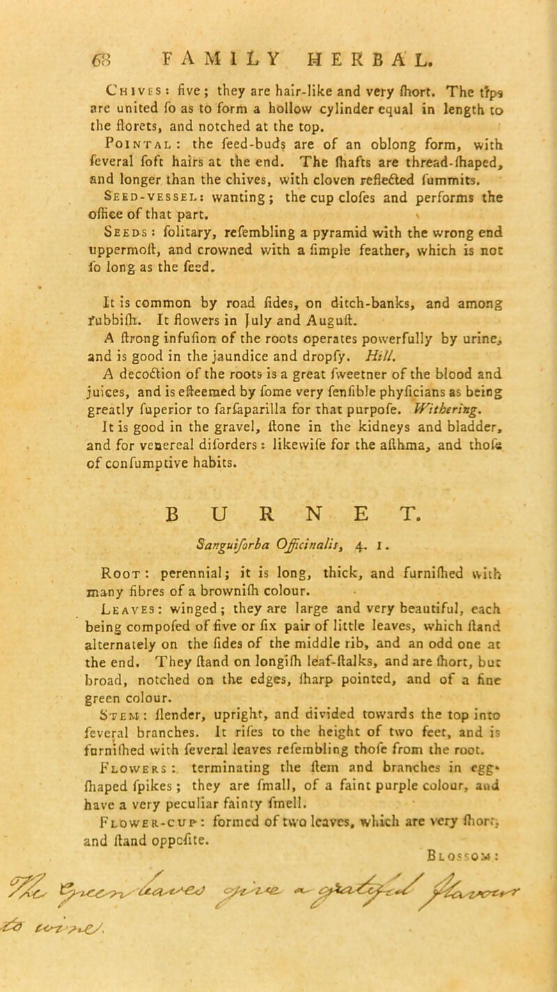 Chives: five; they are hair-like and very (hort. The tfps are united To as to form a hollow cylinder equal in length to the florets, and notched at the top. Pointal: the feed-buds are of an oblong form, with feveral foft hairs at the end. The (hafts are thread-(haped, and longer than the chives, with cloven reflected fummits. Seed-vessel: wanting; the cup clofes and performs the office of that part. Seeds : folitary, refembling a pyramid with the wrong end uppermoft, and crowned with a Ample feather, which is not fo long as the feed. It is common by road Aides, on ditch-banks, and among Fubbilh. It flowers in July and Augufl. A ftrong infufion of the roots operates powerfully by urine, and is good in the jaundice and dropfy. Hill. A decodtion of the roots is a great fweetner of the blood and juices, and is efleemed by fome very fenfible phyficians as being greatly fuperior to farfapariila for that purpofe. Withering. It is good in the gravel. Hone in the kidneys and bladder, and for venerea! diforders: likewife for the afthma, and thofe of confumptive habits. BURNET. Sanguiforba Officinalis, 4, 1. Root: perennial; it is long, thick, and furnifhed with many fibres of a brownifh colour. Leaves: winged; they are large and very beautiful, each being compofed of five or fix pair of little leaves, which Hand alternately on the (ides of the middle rib, and an odd one at the end. They (land on longilh leaf-ftalks, and are fhort, but broad, notched on the edges, lharp pointed, and of a fine green colour. Stem: (lender, upright, and divided towards the top into feveral branches. It rif'es to the height of two feet, and is furnilhed with feveral leaves refembling thofe from the root. Flowers: terminating the fiem and branches in egg* fhaped fpikes; they are fmall, of a faint purple colour, and have a very peculiar fainty fmell. Flower-cup : formed of two leaves, which are very fliorr. and Hand oppefite. B l ossom :