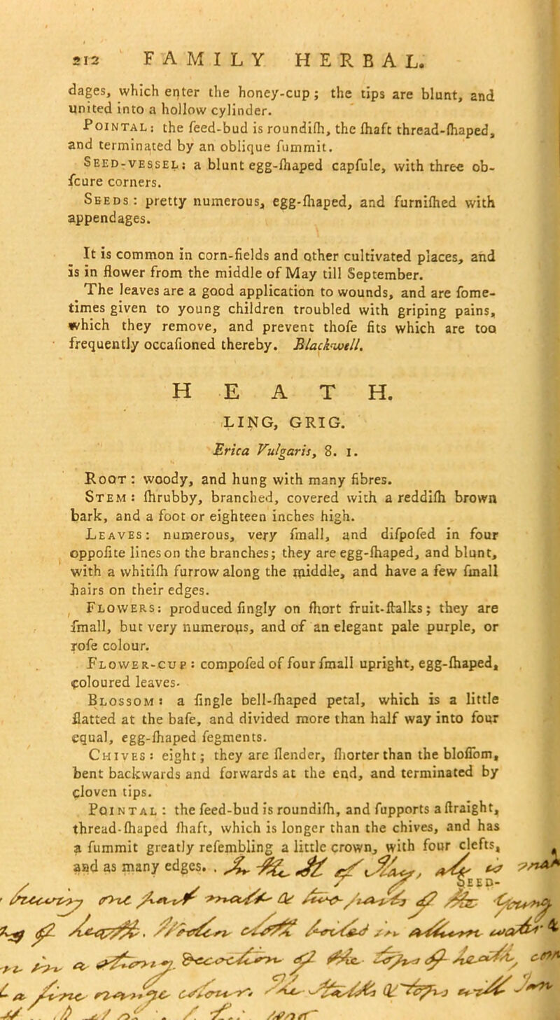 dages, which enter the honey-cup; the tips are blunt, and united into a hollow cylinder. ■Pointal: the feed-bud is roundifh, the fhafc thread-lhaped, and terminated by an oblique fummit. Seed-vessel: a blunt egg-fhaped capfulc, with three ob- fcure corners. Seeds: pretty numerous, egg-fhaped, and furnifhed with appendages. It is common in corn-fields and other cultivated places, and is in flower from the middle of May till September. The leaves are a good application to wounds, and are fome- times given to young children troubled with griping pains, which they remove, and prevent thofe fits which are too frequently occafioned thereby. Blackwell. H A H. LING, GRIG. Erica Vulgaris, 8. I. Root : woody, and hung with many fibres. Stem: fhrubby, branched, covered with a reddifh brown bark, and a foot or eighteen inches high. Leaves: numerous, very fmall, and difpofed in four oppoflte lineson the branches; they are egg-fhaped, and blunt, with a whitifh furrow along the middle, and have a few fmall hairs on their edges. Flowers: produced fingly on fhort fruit-ftalks; they are fmall, but very numerous, and of an elegant pale purple, or rofe colour. Flower-cup : compofed of four fmall upright, egg-fhaped, coloured leaves- Blossom : a Angle bell-fhaped petal, which is a little flatted at the bafe, and divided more than half way into four equal, egg-fhaped fegments. Chives: eight; they are fiender, fhorterthan the bloffom, bent backwards and forwards at the end, and terminated by cloven tips. Pqi n tal : the feed-bud is roundifh, and fupports a ftraight, thread-fhaped fhaft, which is longer than the chives, and has a fummit greatly refembling a little crown, with four clefts, and as many edges. . X ^ to EED- ' (OnyC /y-exy c£? /yls.. /. -S..'