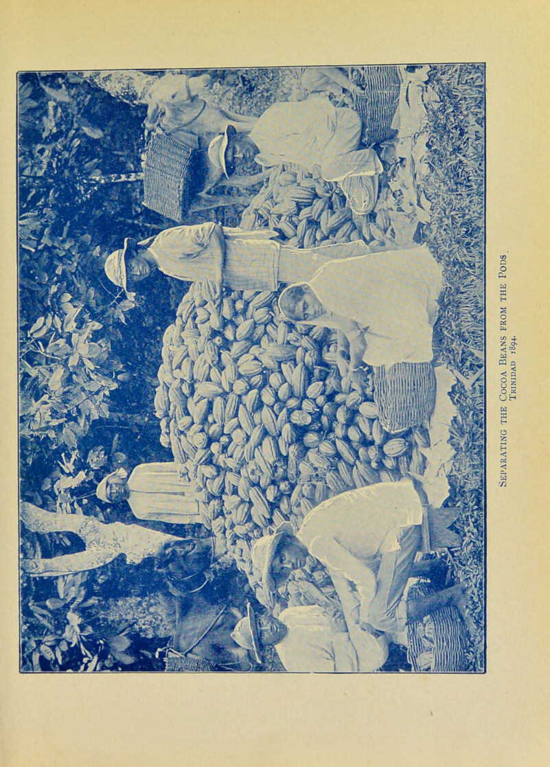 Separating the Cocoa Beans from the Pods Trinidad 1894.