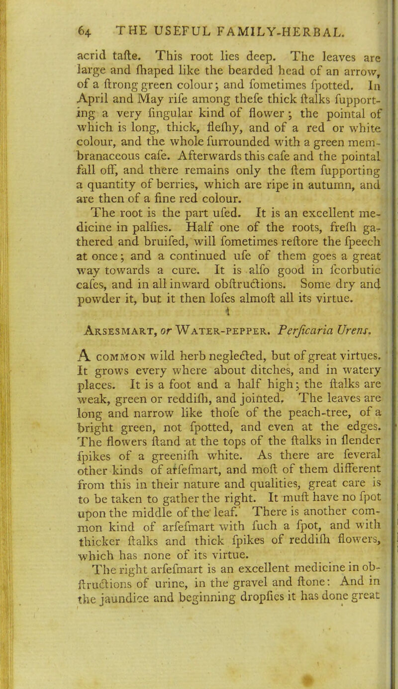 acrid tafte. This root lies deep. The leaves are large and fhaped like the bearded head of an arrow, of a ftrong green colour; and fometimes fpotted. In April and May rife among thefe thick ftalks fupport- ing a very fingular kind of flower ; the pointal of which is long, thick, flefliy, and of a red or white colour, and the whole furrounded with a green mem- branaceous cafe. Afterwards this cafe and the pointal fall off, and there remains only the Item fupporting a quantity of berries, which are ripe in autumn, and are then of a fine red colour. The root is the part ufed. It is an excellent me- dicine in palfies. Half one of the roots, frefh ga- thered and bruifed, will fometimes reftore the fpeech at once; and a continued life of them goes a great way towards a cure. It is alfo good in lcorbutic cafes, and in all inward obftructions. Some dry and powder it, but it then lofes almoft all its virtue. Arsesmart, or Water-pepper. Perficaria Urens. A common wild herb negledted, but of great virtues. It grows every where about ditches, and in watery places. It is a foot and a half high; the ftalks are weak, green or reddifli, and jointed. The leaves are long and narrow like thofe of the peach-tree, of a bright green, not fpotted, and even at the edges. The flowers ftand at the tops of the ftalks in flender fpikes of a greenifh white. As there are feveral other kinds of arfefmart, and moft of them different from this in their nature and qualities, great care is to be taken to gather the right. It muft have no fpot upon the middle of the leaf.’ There is another com- mon kind of arfefmart with fuch a fpot, and with thicker ftalks and thick fpikes of reddifli flowers, which has none of its virtue. The right arfefmart is an excellent medicine in ob- ftrueftions of urine, in the gravel and ftone: And in the jaundice and beginning dropfies it has done great \