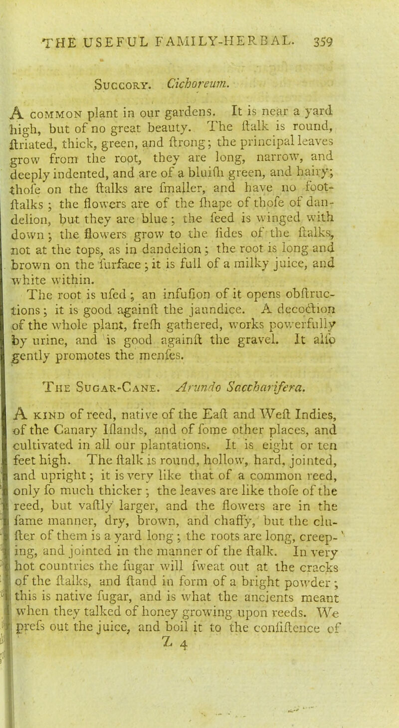 Succory. Cichoreum. A common plant in our gardens. It is near a yard high, but of no great beauty. T he ftalk is round, •ftriated, thick, green, and ftrong; the principal leaves grow from the root, they are long, narrow, and deeply indented, and are of a bluifti green, and hairy; thole on the {talks are fmajler, and have no foot- ftalks ; the flowers are of the lhape of thofe ol dan- delion, but they are blue; the feed is winged with down; the flowers grow to the lides of the {talks, not at the tops, as in dandelion ; the root is long and brown on the furface ; it is full of a milky juice, and white within. The root is ufed ; an infufion of it opens obftruc- tions; it is good againft the jaundice. A decodtion of the whole plant, frefh gathered, works powerfully by urine, and is good againft the gravel. It alfo gently promotes the menfes. The Sugar-Cane. Arundo Scicchcirifera. A kind of reed, native of the Eaft and Weft Indies, of the Canary lllands, and of fome other places, and cultivated in all our plantations. It is eight or ten feet high. The ftalk is round, hollow, hard, jointed, and upright; it is very like that of a common reed, only fo much thicker ; the leaves are like thofe of the reed, but vaftly' larger, and the flowers are in the fame manner, dry, brown, and chaffy, but the chi- ller of them is a yard long ; the roots are long, creep- v ing, and jointed in the manner of the ftalk. In very hot countries the fugar will fweat out at the cracks i of the {talks, and {land in form of a bright powder; this is native fugar, and is what the ancients meant when they talked of honey growing upon reeds. We prefs out the juice, and boil it to the confidence of X 4