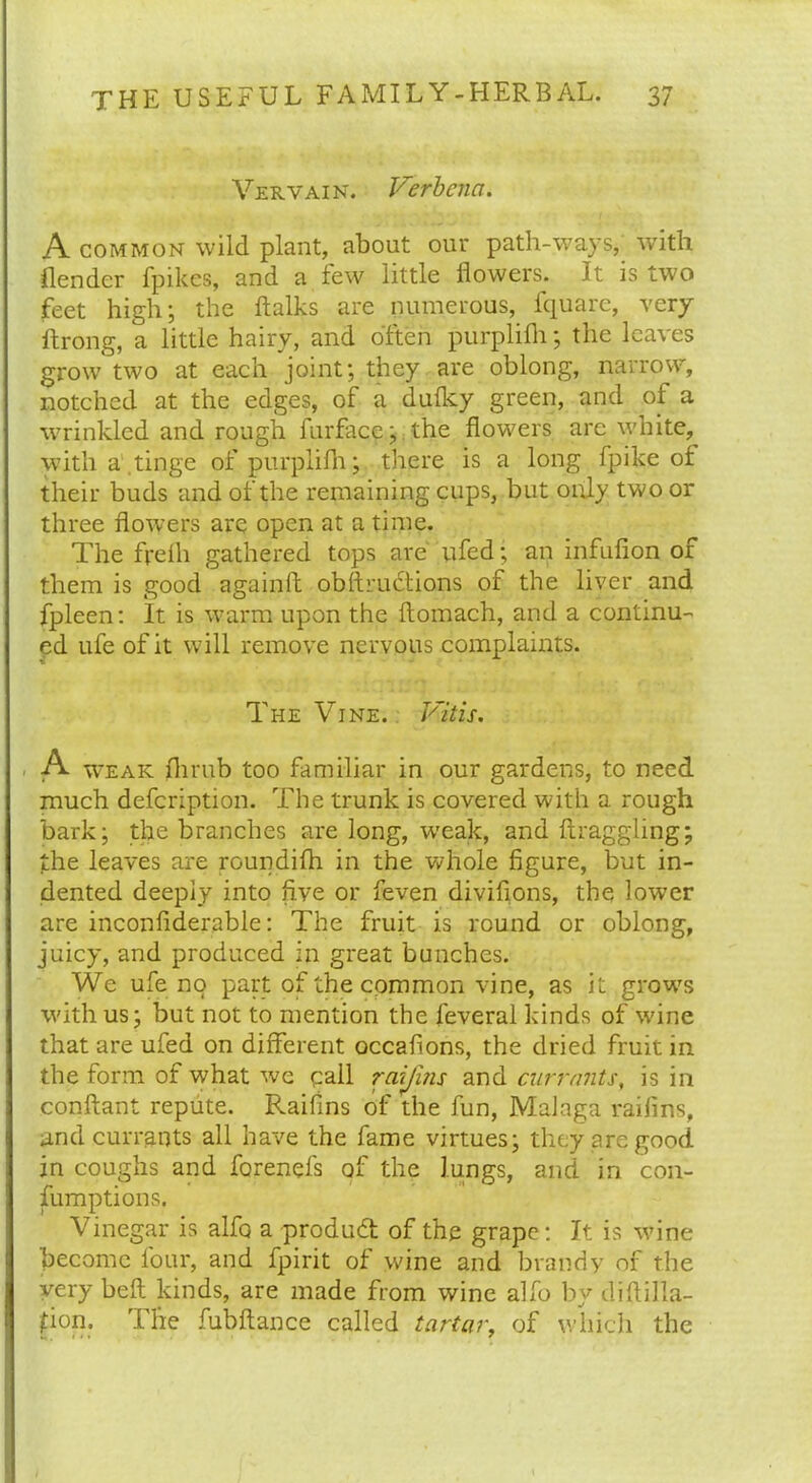Vervain. Verbena. A common wild plant, about our path-ways, with, llender fpikes, and a few little flowers. It is two feet high; the ftalks are numerous, fquarc, very ftrong, a little hairy, and often purplifh; the leaves grow two at each joint;, they are oblong, narrow, notched at the edges, of a dufky green, and of a wrinkled and rough furface; the flowers are white, with a tinge of purplifh; there is a long fpike of their buds and of the remaining cups, but only two or three flowers are open at a time. The frefli gathered tops are ufed; an infufion of them is good againft obftrudions of the liver and fpleen: It is warm upon the ftomach, and a continu- ed ufe of it will remove nervous complaints. The Vine. Vitis. , A weak flirub too familiar in our gardens, to need much defeription. The trunk is covered with a rough bark; the branches are long, weak, and draggling; the leaves are roundifh in the whole figure, but in- dented deeply into five or feven divifions, the lower are inconfiderable: The fruit is round or oblong, juicy, and produced in great bunches. We ufe no part of the common vine, as it grows with us; but not to mention the feveral kinds of wine that are ufed on different occafions, the dried fruit in the form of what we call raijins and currants, is in conftant repute. Raifins of the fun, Malaga raifins, and currants all have the fame virtues; they are good in coughs and forenefs of the lungs, and in co'n- fumptions. Vinegar is alfq a produd of the grape: It is wine become lour, and fpirit of wine and brandy of the very bell kinds, are made from wine alfb by diftilla- fion. The fubftance called tartar, of which the