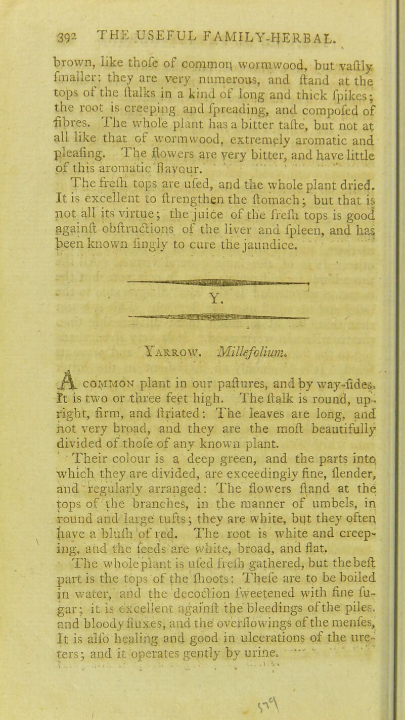 ’ % brown, like thofc of common wormwood, but vaftly fmailer: they are very numerous, and hand at the tops ot the ltalks in a kind of long and thick {pikes; the root is creeping and fpreading, and compofed of fibres. The whole plant has a hitter tafte, but not at all like that of wormwood, extremely aromatic and plealing. The flowers are very bitter, and have little of this aromatic flavour. The freih tops are ufed, and the whole plant dried. It is excellent to ftrengthen the flomach; but that is not all its virtue; the juice of the frefh tops is good againlt obftruclions of the liver and fpleen, and has been known fingly to cure the jaundice. Y. Yarrow. Millefolium. A common plant in our paflures, and by way-lides. It is two or three feet high. Theflalk is round, up- right, firm, and flriated: The leaves are long, and not very broad, and they are the molt beautifully divided of thofe of any known plant. Their colour is a deep green, and the parts into which they are divided, are exceedingly fine, flender, and regularly arranged: The flowers hand at the tops of the branches, in the manner of umbels, in round and large tufts; they are white, bqt they often have a blufh 'of red. The root is white and creep- ing, and the feeds are white, broad, and flat. The whole plant is ufed freih gathered, but thebefl partis the tops of the fhoots: Thefe are to be boiled in water, and the decoction lweetened with fine fu- gar; it is excellent againft the bleedings of the piles, and bloody fluxes, and the overflowings of the menfes, It is alio healing and good in ulcerations of the ure- ters; and it operates gently by urine.