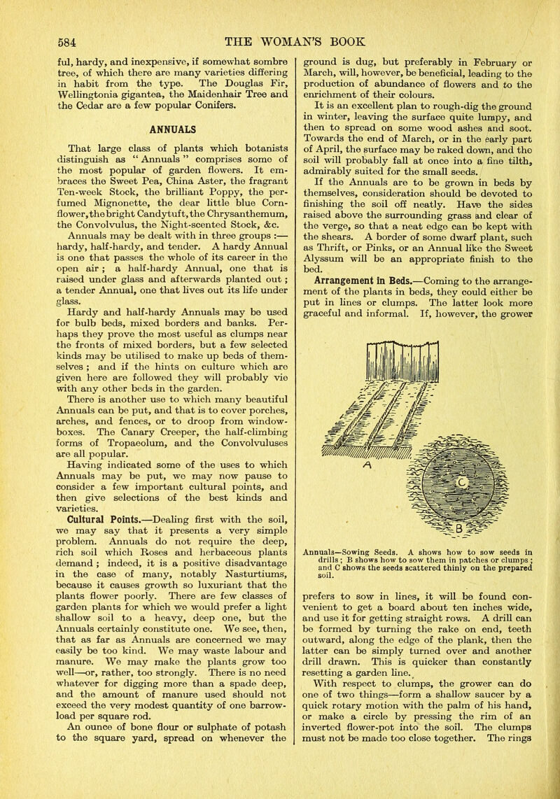 ful, hardy, and inexpensive, if somewhat sombre tree, of which there are many varieties differing in habit from the type. The Douglas Fir, Wellingtonia gigantea, the Maidenhair Tree and the Cedar are a few popular Conifers. ANNUALS That large class of plants which botanists distinguish as “ Annuals ” comprises some of the most popular of garden flowers. It em- braces the Sweet Pea, China Aster, the fragrant Ten-week Stock, the brilliant Poppy, the per- fumed Mignonette, the dear little blue Corn- flower, the bright Candytuft, the Chrysanthemum, the Convolvulus, the Night-scented Stock, &c. Annuals may be dealt with in three groups :— hardy, half-hardy, and tender. A hardy Annual is one that passes the whole of its career in the open air ; a half-hardy Annual, one that is raised under glass and afterwards planted out; a tender Annual, one that lives out its life under glass. Hardy and half-hardy Annuals may be used for bulb beds, mixed borders and banks. Per- haps they prove the most useful as clumps near the fronts of mixed borders, but a few selected kinds may be utilised to make up beds of them- selves ; and if the hints on culture which are given here are followed they will probably vie with any other beds in the garden. There is another use to which many beautiful Annuals can be put, and that is to cover porches, arches, and fences, or to droop from window- boxes. The Canary Creeper, the half-climbing forms of Tropaeolum, and the Convolvuluses are all popular. Having indicated some of the uses to which Annuals may be put, wo may now pause to consider a few important cultural points, and then give selections of the best kinds and varieties. Cultural Points.—Dealing first with the soil, we may say that it presents a very simple problem. Annuals do not require the deep, rich soil which Roses and herbaceous plants demand ; indeed, it is a positive disadvantage in the case of many, notably Nasturtiums, because it causes growth so luxuriant that the plants flower poorly. There are few classes of garden plants for which we would prefer a light shallow soil to a heavy, deep one, but the Annuals certainly constitute one. We see, then, that as far as Annuals are concerned we may easily be too kind. We may waste labour and manure. We may make the plants grow too well—or, rather, too strongly. There is no need whatever for digging more than a spade deep, and the amount of manure used should not exceed the very modest quantity of one barrow- load per square rod. An ounce of bone flour or sulphate of potash to the square yard, spread on whenever the ground is dug, but preferably in February or March, will, however, be beneficial, leading to the production of abundance of flowers and to the enrichment of their colours. It is an excellent plan to rough-dig the ground in winter, leaving the surface quite lumpy, and then to spread on some wood ashes and soot. Towards the end of March, or in the early part of April, the surface may be raked down, and the soil will probably fall at once into a fine tilth, admirably suited for the small seeds. If the Annuals are to be grown in beds by themselves, consideration should be devoted to finishing the soil off neatly. Have the sides raised above the surrounding grass and clear of the verge, so that a neat edge can be kept with the shears. A border of some dwarf plant, such as Thrift, or Pinks, or an Annual like the Sweet Alyssum will be an appropriate finish to the bed. Arrangement In Beds.—Coming to the arrange- ment of the plants in beds, they could either be put in lines or clumps. The latter look more graceful and informal. If, however, the grower Annuals—Sowing Seeds. A shows how to sow seeds in drills ; B shows how to sow them in patches or clumps ; and C shows the seeds scattered thinly on the prepared soil. prefers to sow in lines, it will be found con- venient to get a board about ten inches wide, and use it for getting straight rows. A drill can be formed by turning the rake on end, teeth outward, along the edge of the plank, then the latter can be simply turned over and another drill drawn. This is quicker than constantly resetting a garden line. With respect to clumps, the grower can do one of two things—form a shallow saucer by a quick rotary motion with the palm of his hand, or make a circle by pressing the rim of an inverted flower-pot into the soil. The clumps must not be made too close together. The rings