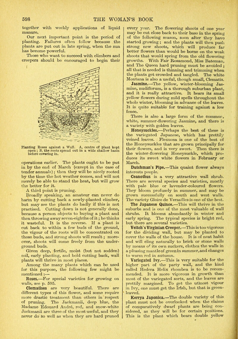together with weekly applications of liquid manure. Our next important point is the period of planting. Failures often follow because the plants are put out in late spring, when the sun has become powerful. Those who want to succeed with climbers and creepers should be encouraged to begin their Planting Roses against a Wall. A, centre of plant kept open ; B, the roots spread out in a wide shallow basin before covering in. operations earlier. The plants ought to be put in by the end of March (except in the case of tender annuals); then they will be nicely rooted by the time the hot weather comes, and will not merely be able to stand the heat, but will grow the better for it. A third point is pruning. Broadly speaking, an amateur can never do harm by cutting back a newly-planted climber, but may see the plants do badly if this is not practised. Cutting down is not generally done, because a person objects to buying a plant and then throwing away seven-eighths of it; he thinks it wasteful. It is the reverse. If a plant is cut back to within a few buds of the ground, the vigour of the roots will be concentrated on those buds, and strong shoots will result; more- over, shoots will come freely from the under- ground buds. Given deep, fertile, moist (but not sodden) soil, early planting, and bold cutting back, wall plants will thrive in most places. Among the many plants which can be used for this purpose, the following few might be mentioned :— Roses.—For special varieties for growing on walls, see p. 595. Clematises are very beautiful. There are different types of this flower, and some require more drastic treatment than others in respect of pruning. The Jackmanii, deep blue, the Madame Edouard Andr6, red, and snow-white Jackmanii are three of the most useful, and they never do So well as when they are hard pruned every year. The flowering shoots of one year may be cut close back to their base in the spring of the following season, soon after they have started growing ; and the plants will then push strong new shoots, which will produce far better flowers than would be borne on the weak shoots that would spring from the old flowering growths. With Fair Rosamond, Miss Bateman, and The Queen hard pruning must be avoided ; all that is needed is thinning and trimming when the plants get crowded and tangled. The white Montana is also a useful, though small, Clematis. Jasmine.—The yellow, winter-blooming Jas- mine, nudiflorum, is a thorough suburban plant, and it is really attractive. It bears its small yollow flowers during mild spells throughout the whole winter, blooming in advance of the leaves. It is quite suitable for training against a low fence. There is also a large form of the common, white, summer-flowering Jasmine, and there is a variety with golden leaves. Honeysuckles.—Perhaps the best of these is the variegated Japanese, which has prettily veined leaves. Flexuosa is one of the best of the Honeysuckles that are grown principally for their flowers, and is very sweet. Then there is the winter-flowering Honeysuckle, which pro- duces its sweet white flowers in February or March. Dutchman’s Pipe.—This quaint flower always interests people. Ceanothus is a very attractive wall shrub. There are several species and varieties, mostly with pale blue or lavender-coloured flowers. They bloom profusely in summer, and may be grown successfully on south and west walls. The variety Gloire de Versailles is one of the best. The Japanese Quince.—This will thrive in the suburbs and is one of the most valuable of wall shrubs. It blooms abundantly in winter and early spring. The typical species is bright red, but there are several varieties. Veitch’s Virginian Creeper.—This is too vigorous for the dividing wall, but may be planted to cover the walls of the house. It is of neat habit and will cling naturally to brick or stone walls by means of its own suckers, clothes the walls in a pleasing mantle of green in summer, and changes to warm red in autumn. Variegated Ivy.—This is very suitable for the higher part of the party wall, and the kind called Hedera Helix rhombea is to be recom- mended. It is more vigorous in growth than most of the variegated sorts, and the leaves are prettily margined. To get the utmost vigour in Ivy, one must get the Irish, but that is green- leaved. Kerrya Japonica.—The double variety of this plant must not be overlooked when the claims of comparatively dwarf plants are being con- sidered, as they will be for certain positions. This is the plant which bears double yellow