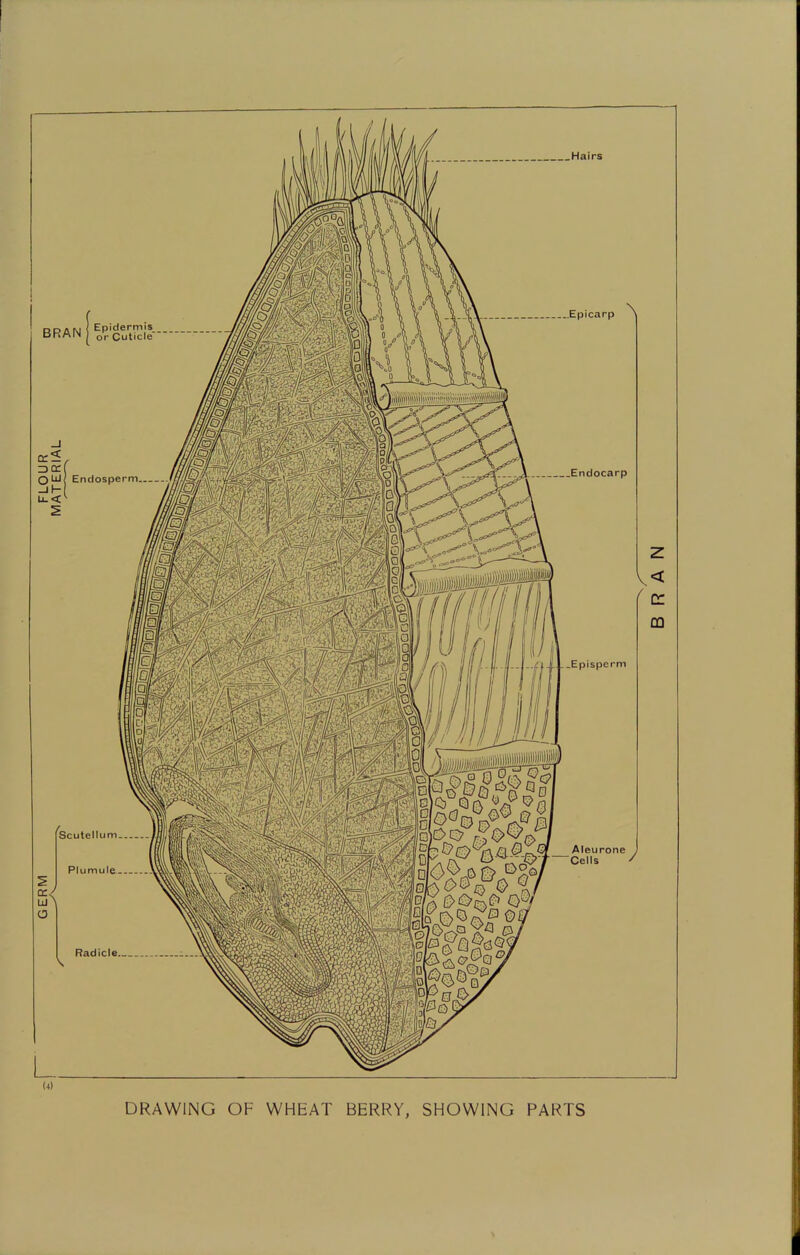 DRAWING OF WHEAT BERRY, SHOWING PARTS