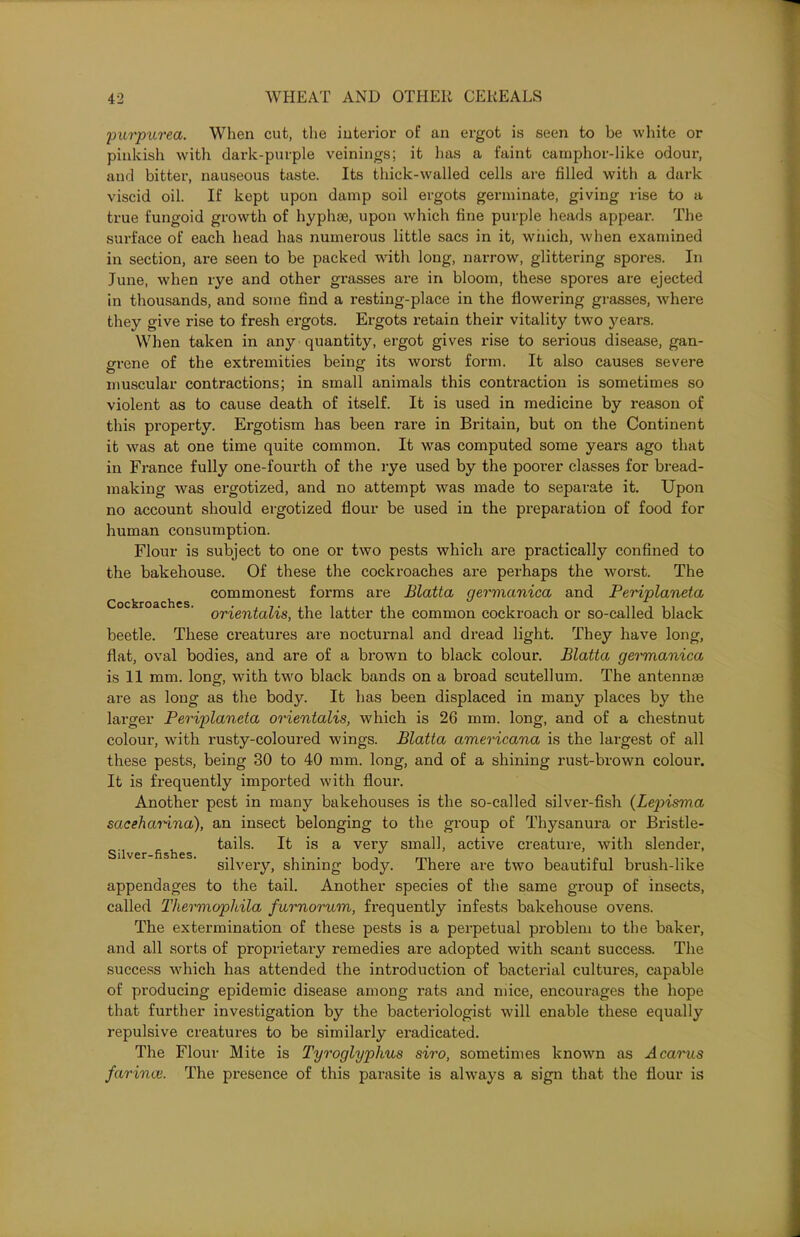 purpurea. When cut, the interior of an ergot is seen to be white or pinkish with dark-purple veinings; it has a faint camphor-like odour, and bitter, nauseous taste. Its thick-walled cells are filled with a dark viscid oil. If kept upon damp soil ergots germinate, giving rise to a true fungoid growth of hyphae, upon which fine purple heads appear. The surface of each head has numerous little sacs in it, which, when examined in section, are seen to be packed with long, narrow, glittering spores. In June, when rye and other grasses are in bloom, these spores are ejected in thousands, and some find a resting-place in the flowering grasses, where they give rise to fresh ergots. Ergots retain their vitality two years. When taken in any quantity, ergot gives rise to serious disease, gan- grene of the extremities being its worst form. It also causes severe muscular contractions; in small animals this contraction is sometimes so violent as to cause death of itself. It is used in medicine by reason of this property. Ergotism has been rare in Britain, but on the Continent it was at one time quite common. It was computed some yeai*s ago that in France fully one-fourth of the rye used by the poorer classes for bread- making was ergotized, and no attempt was made to separate it. Upon no account should ergotized flour be used in the preparation of food for human consumption. Flour is subject to one or two pests which are practically confined to the bakehouse. Of these the cockroaches are perhaps the worst. The commonest forms are Blatta germanica and Periplaneta orientalis, the latter the common cockroach or so-called black beetle. These creatures are nocturnal and dread light. They have long, flat, oval bodies, and are of a brown to black colour. Blatta germanica is 11 mm. long, with two black bands on a broad scutellum. The antennae are as long as the body. It has been displaced in many places by the larger Periplaneta orientalis, which is 26 mm. long, and of a chestnut colour, with rusty-coloured wings. Blatta americana is the largest of all these pests, being 30 to 40 mm. long, and of a shining rust-brown colour. It is frequently imported with flour. Another pest in many bakehouses is the so-called silver-fish (Lepisnma saceharina), an insect belonging to the group of Thysanura or Bristle- tails. It is a very small, active creature, with slender, silvery, shining body. There are two beautiful brush-like appendages to the tail. Another species of the same group of insects, called Tkermophila furnorum, frequently infests bakehouse ovens. The extermination of these pests is a perpetual problem to the baker, and all sorts of pi'oprietary remedies are adopted with scant success. The success which has attended the introduction of bacterial cultures, capable of producing epidemic disease among rats and mice, encourages the hope that further investigation by the bacteriologist will enable these equally repulsive creatures to be similarly eradicated. The Flour Mite is Tyroglyphus siro, sometimes known as Acarus farince. The presence of this parasite is always a sign that the flour is Cockroaches. Silver-fishes.
