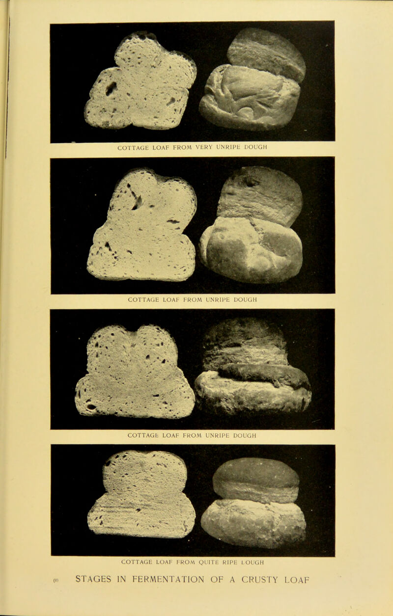 COTTAGE LOAF FROM VERY UNRIPE DOUGH COTTAGE LOAF FROM UNRIPE DOUGH COTTAGE LOAF FROM UNRIPE DOUGH COTTAGE LOAF FROM QUITE RIPE LOUGH (8) STAGES IN FERMENTATION OF A CRUSTY -OAF