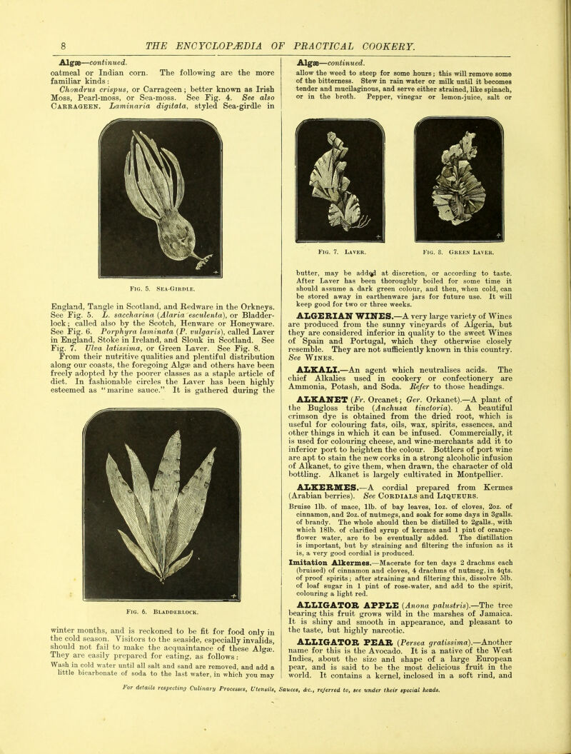 Algse—continued. oatmeal or Indian corn. The following are the more familiar kinds: Chondrus crispus, or Carrageen; better known as Irish Moss, Pearl-moss, or Sea-moss. See Pig. 4. See also Carrageen. Laminaria digitata, styled Sea-girdle in Fig. 5. Sea-Girdle. England, Tangle in Scotland, and Redware in the Orkneys. See Fig. 5. L. saccharina (Alaria esculenta), or Bladder- lock ; called also by the Scotch, Henware or Honeyware. See Fig. 6. Porphyra laminata (P. vulgaris), called Laver in England, Stoke in Ireland, and Slouk in Scotland. See Fig. 7. Ulva latissima, or Green Laver. See Fig. 8. From their nutritive qualities and plentiful distribution along our coasts, the foregoing Algas and others have been freely adopted by the poorer classes as a staple article of diet. In fashionable circles the Laver has been highly esteemed as “marine sauce.” It is gathered during the Fig. 6. Bladderlock. winter months, and is reckoned to be fit for food only in the cold season. Visitors to the seaside, especially invalids, should not fail to make the acquaintance of these Algee. They are easily prepared for eating, as follows: Wash in cold water until all salt and sand are removed, and add a little bicarbonate of soda to the last water, in which you may Algse —continued. allow the weed to steep for some hours; this will remove some of the bitterness. Stew in rain water or milk until it becomes tender and mucilaginous, and serve either strained, like spinach, or in the broth. Pepper, vinegar or lemon-juice, salt or Fig. 7. Laver. Fig. 8. Green Laver. butter, may be add^l at discretion, or according to taste. After Laver has been thoroughly boiled for some time it should assume a dark green colour, and then, when cold, can be stored away in earthenware jars for future use. It will keep good for two or three weeks. ALGERIAN WINES.—A very large variety of Wines are produced from the sunny vineyards of Algeria, but they are considered inferior in quality to the sweet Wines of Spain and Portugal, which they otherwise closely resemble. They are not sufficiently known in this country. See Wines. ALKALI.—An agent which neutralises acids. The chief Alkalies used in cookery or confectionery are Ammonia, Potash, and Soda. Refer to those headings. ALKANET (Fr. Orcanet; Ger. Orkanet).—A plant of the Bugloss tribe (Anchusa tinctoria). A beautiful crimson dye is obtained from the dried root, which is useful for colouring fats, oils, wax, spirits, essences, and other things in which it can be infused. Commercially, it is used for colouring cheese, and wine-merchants add it to inferior port to heighten the colour. Bottlers of port wine are apt to stain the new corks in a strong alcoholic infusion of Alkanet, to give them, when drawn, the character of old bottling. Alkanet is largely cultivated in Montpellier. ALEEBNES.—A cordial prepared from Kermes (Arabian berries). See Cordials and Liqueurs. Bruise lib. of mace, lib. of bay leaves, loz. of cloves, 2oz. of cinnamon, and 2oz. of nutmegs, and soak for some days in 3galls. of brandy. The whole should then be distilled to 2galls., with which 181b. of clarified syrup of kermes and 1 pint of orange- flower water, are to be eventually added. The distillation is important, but by straining and filtering the infusion as it is, a very good cordial is produced. Imitation Alkermes.—Macerate for ten days 2 drachms each (bruised) of cinnamon and cloves, 4 drachms of nutmeg, in 4qts. of proof spirits; after straining and filtering this, dissolve 51b. of loaf sugar in 1 pint of rose-water, and add to the spirit, colouring a light red. ALLIGATOR APPLE (Anona palustris).—The tree bearing this fruit grows wild in the marshes of Jamaica. It is shiny and smooth in appearance, and pleasant to the taste, but highly narcotic. ALLIGATOR PEAR (Persea gratissima).—Another name for this is the Avocado. It is a native of the West Indies, about the size and shape of a large European pear, and is said to be the most delicious fruit in the world. It contains a kernel, inclosed in a soft rind, and