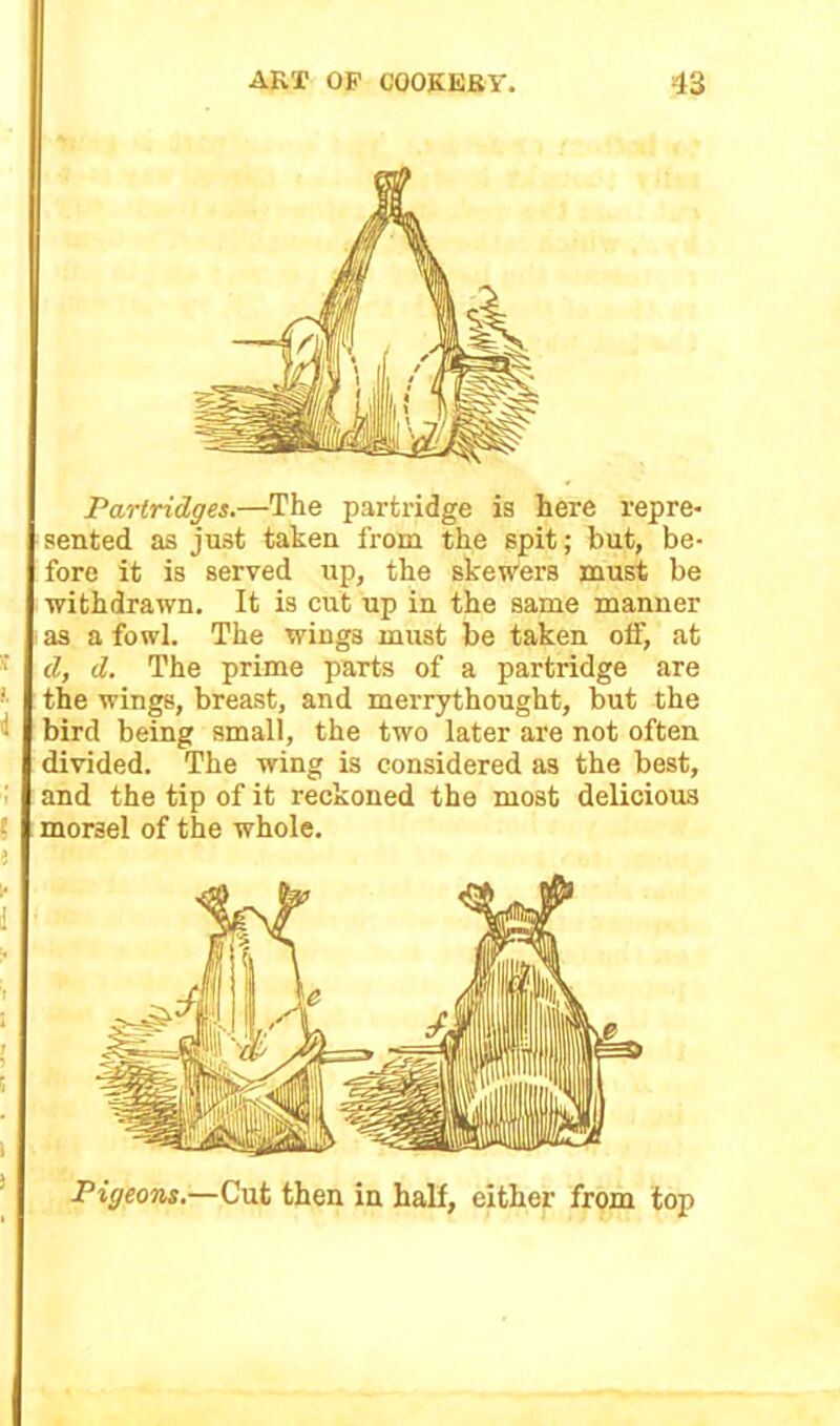 Partridges.—The partridge is here repre- sented as just taken from the spit; but, be- fore it is served up, the skewers must be withdrawn. It is cut up in the same manner as a fowl. The wings must be taken off, at s d, d. The prime parts of a partridge are ' the wings, breast, and merrythought, but the '■ bird being small, the two later are not often divided. The wing is considered as the best, and the tip of it reckoned the most delicious morae! of the whole. 5 V I ! I ) Pigeons.—Cut then in half, either from top