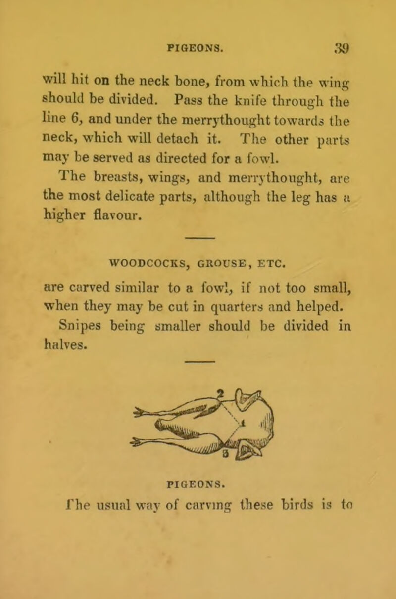 PIGEONS. 3a will hit on the neck bone, from which the wing should be divided. Pass the knife through the line 6, and under the merrythought towards the neck, which will detach it. The other parts may be served as directed for a fowl. The breasts, wings, and merrythought, are the most delicate parts, although the leg has a higher flavour. WOODCOCKS, GROUSE, ETC. are carved similar to a fowl, if not too small, when they may be cut in quarters and helped. Snipes being smaller should be divided in halves. PIGEONS. The usual way of carving these birds is to