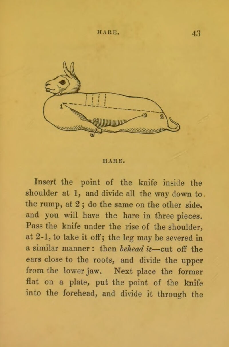 HAKK. 4:? Insert the point of the knife inside the shoulder at 1, and divide all the way down to, the rump, at 2; do the same on the other side, and you will have the hare in three pieces. Pass the knife under the rise of the shoulder, at 2-1, to take it oft'; the leg may be severed in a similar manner: then behead it—cut off the ears close to the roots, and divide the upper from the lower jaw. Next place the former flat on a plate, put the point of the knife into the forehead, and divide it through the