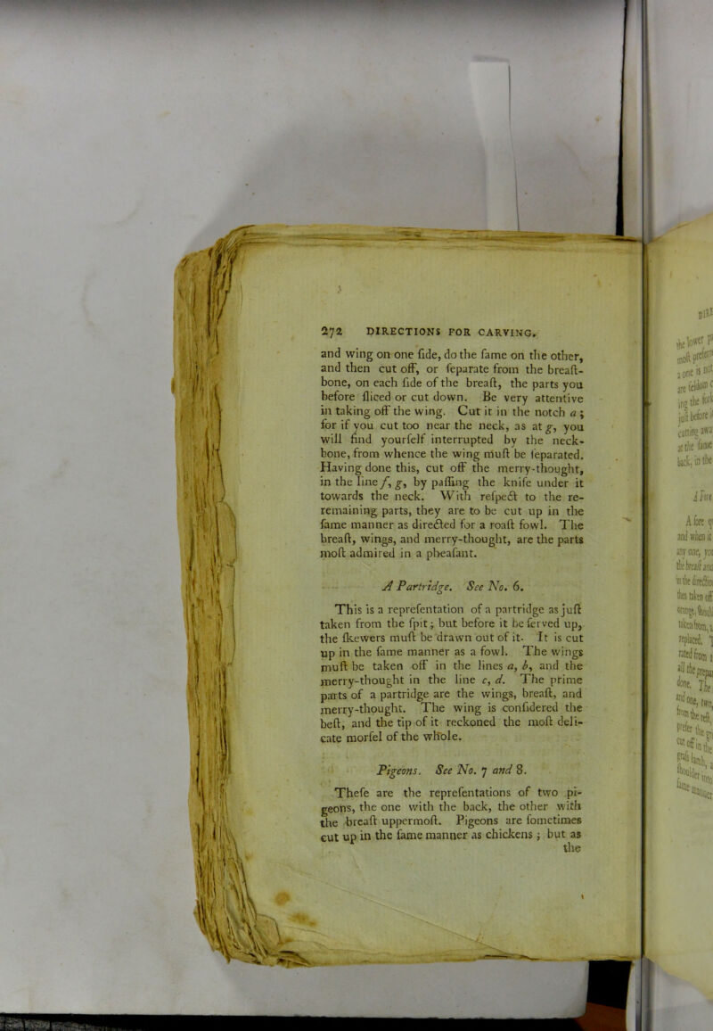 and wing on one fide, do the fame on the other, and then cut off, or feparate from the breaft- bone, on each fide of the breaft, the parts you before fliced or cut down. Be very attentive in taking off the wing. Cut it in the notch a j for if you cut too near the neck, as at_^, you will find yourfelf interrupted by the neck- bone, from whence the wing muft be feparated. Having done this, cut off the merry-thought, in the line/, by palling the knife under it towards the neck. With refpe6t to the re- remaining parts, they are to be cut up in tlie lame manner as directed for a roaft fowl. The breaft, wings, and merry-thought, are the parts moft admired in a pbeafant. A Partridge. See No. 6. This is a reprefentation of a partridge as juft taken from the fpit; but before it be ferved up, the Ikewers muft be drawn out of it- It is cut up in the fame manner as a fowl. The wings muft be taken off in the lines a, and the merry-thought in the line c, d. The prime parts of a partridge are the wings, breaft, and merry-thought. The wing is confidered the beft, and thetipiofit reckoned the moft deli- cate niorfel of the wlfole. ■ - Pigeons. See No. 7 and 8. Thefe are the reprefentations of tvvo pi- geons, the one with the back, the other with the breaft uppermoft. Pigeons are fometimes cut up in the fame manner as chickens; but as the