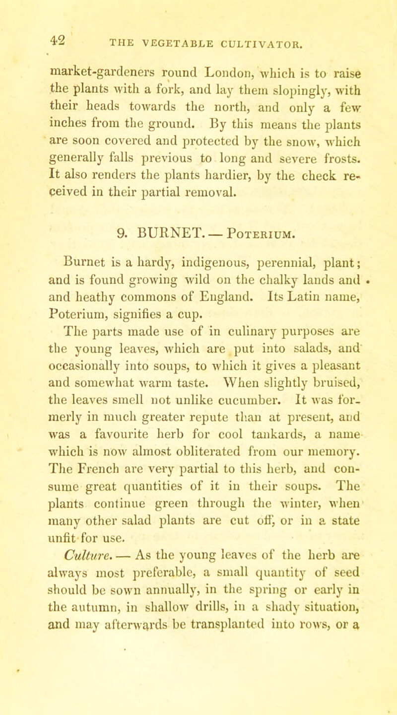 market-gardeners round London, which is to raise the plants with a fork, and lay them slopingly, with their heads towards the north, and only a few inches from the ground. By this means the plants are soon covered and protected by the snow, which generally falls previous to long and severe frosts. It also renders the plants hardier, by the check re- ceived in their partial removal. 9. BURNET— PoTERiuM. Burnet is a hardy, indigenous, pei’ennial, plant; and is found growing wild on the chalky lands and . and heathy commons of England. Its Latin name, Poterium, signifies a cup. The parts made use of in culinary purposes are the young leaves, which are put into salads, and occasionally into soups, to which it gives a pleasant and somewhat warm taste. When slightly bruised, the leaves smell not unlike cucumber. It was for- merly in much greater repute th.an at present, and was a favourite herb for cool tankards, a name which is now almost obliterated from our memory. The French are very partial to this herb, and con- sume great quantities of it in their soups. The plants continue green through the winter, when many other salad plants are cut ofii or in a state unfit for use. Culture. — As the young leaves of the herb are always most preferable, a small quantity of seed should be sown annually, in the spring or early in the autumn, in shallow drills, in a shady situation, and may afterwards be transplanted into rows, or a