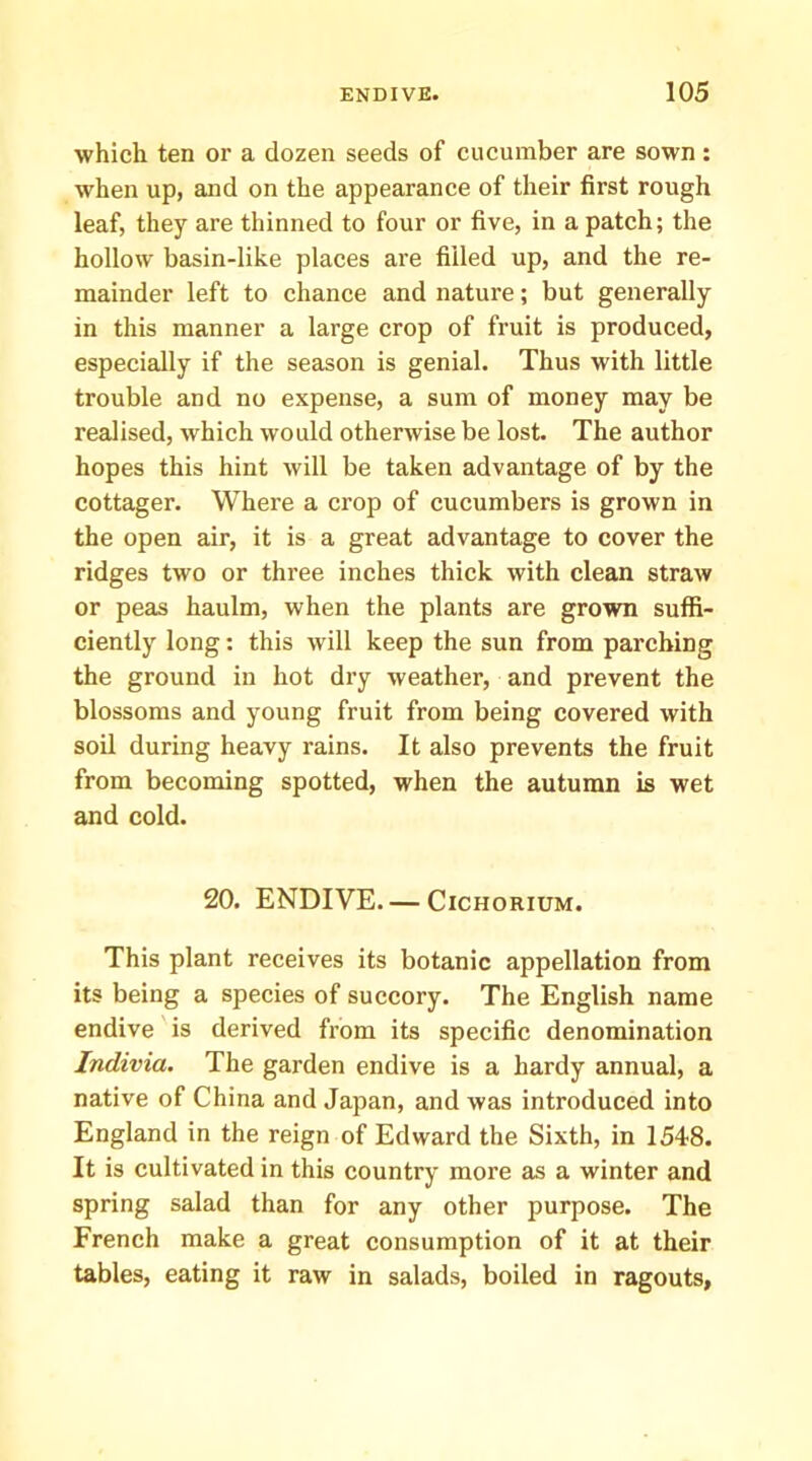 which ten or a dozen seeds of cucumber are sown: when up, and on the appearance of their first rough leaf, they are thinned to four or five, in a patch; the hollow basin-like places are filled up, and the re- mainder left to chance and nature; but generally in this manner a large crop of fruit is produced, especially if the season is genial. Thus with little trouble and no expense, a sum of money may be realised, which would otherwise be lost. The author hopes this hint will be taken advantage of by the cottager. Where a crop of cucumbers is grown in the open air, it is a great advantage to cover the ridges two or three inches thick with clean straw or peas haulm, when the plants are grown suffi- ciently long: this will keep the sun from parching the ground in hot dry weather, and prevent the blossoms and young fruit from being covered with soil during heavy rains. It also prevents the fruit from becoming spotted, when the autumn is wet and cold. 20. ENDIVE. — CiCHORiUM. This plant receives its botanic appellation from its being a species of succory. The English name endive is derived from its specific denomination Indivia. The garden endive is a hardy annual, a native of China and Japan, and was introduced into England in the reign of Edward the Sixth, in 1548. It is cultivated in this country more as a winter and spring salad than for any other purpose. The French make a great consumption of it at their tables, eating it raw in salads, boiled in ragouts,