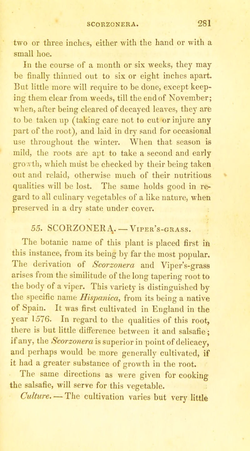 two or three inches, either with the hand or with a small hoe. In the course of a month or six weeks, they may be finally thinned out to six or eight inches apart. But little more will require to be done, except keep- ing them clear from weeds, till the end of November; when, after being cleared of decayed leaves, they are to be taken up (taking care not to cut or injure any part of the root), and laid in dry sand for occasional use throughout the winter. When that season is mild, the roots are apt to take a second and early gro wth, which must be checked by their being taken out and relaid, otherwise much of their nutritious qualities will be lost. The same holds good in re- gard to all culinary vegetables of a like nature, when preserved in a dry state under cover. 55. SCORZONERi\. — Viper’s-grass. The botanic name of this plant is placed first in this instance, from its being by far the most popular. The derivation of Scorzonera and Viper’s-grass arises from the similitude of the long tapering root to the body of a viper. This variety is distinguished by the specific name Hispanica, from its being a native of Spain. It was first cultivated in England in the year 1576. In regard to the qualities of this root, there is but little difference between it and salsafie; if any, the Scorzonera is superior in point of delicacy, and perhaps would be more generally cultivated, if it had a greater substance of growth in the root. The same directions as were given for cooking the salsafie, will serve for this vegetable. Culture. — The cultivation varies but very little