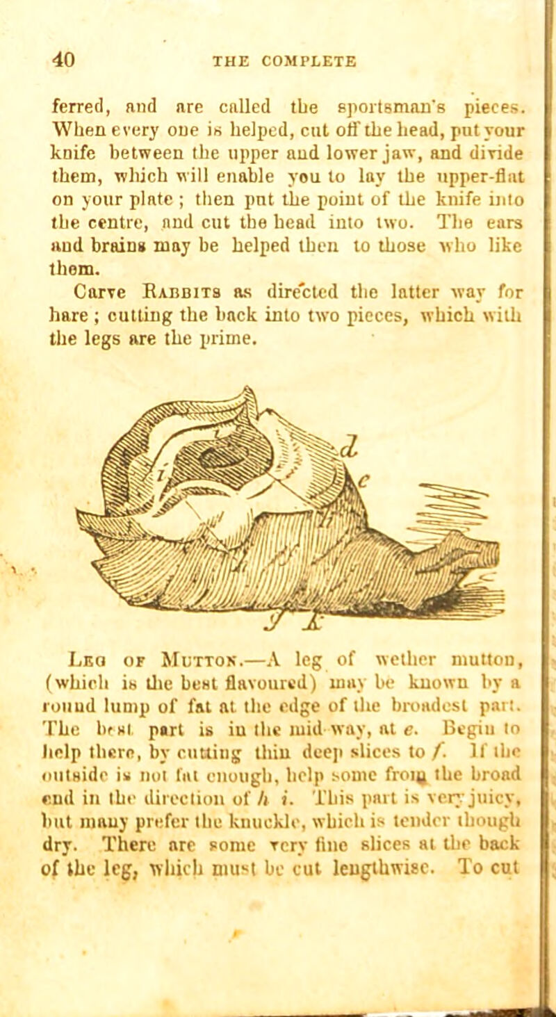 ferret], and are called the Bpoitsmon’s pieces. When every one is helped, cut off the head, put your knife between the upper and tower jaw, and divide them, which will enable you to lay the upper-flat on your plate ; then put the point of the knife into the centre, and cut the bead into two. The ears and brains may be helped then to those who like them. Carve BAnniTs a.s directed the latter way for hare ; cutting the hack into two pieces, which with the legs are the prime. Leo or Muttok.—\ leg of wether mutton, (whieh is tlie best flavoured) may be known by a I'uuud luntp of fat at the edge of the broadest part. The bfHt part is iu the mid way, at e. Begin to help there, by cutting thin deeji slices to /. If the (lutaide is not fat enough, help some froi^ the broad end in the direction of h i. This part is very: juicy, hut many prefer the knuckle, which is tender though dry. There are some very line slices at the back of the leg, which must be cut lengthwise. To cut