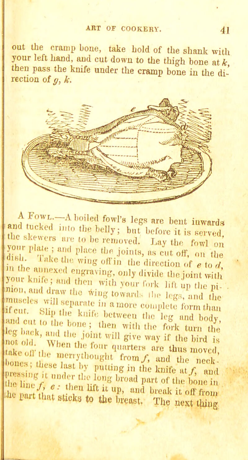 out the craiiii) Ijoue, take hold of the shanlc with your left hand, aud cut down to the thigh bone at k then pass the knife under the cramp hone in the di- rection of g, k. and tn I are hent iuward.s and tucked inio the belly; but before it is served the skeners lire (o bo removed. J.ny the fowl on in the aiiiiexed eugraving, only divide the joint wit) jour km e; and then with yom- fork hfl ^i ,|,c ‘ moil, and draw I ho friiig toward,, ihe leg.i, and Ihe if cm '^%Uil*ir^'‘‘r'r ! '‘'™ »m • oU|) ilic knifr. kctweeii Ilie leL^ and bodv and cut to the bone ; then with the fm-k turn the Z. old ’ W ‘''m'';.' il' bird i.s lakcoini^'^ “i ‘■c tliiis moved, lioues I '‘^■■'J'llmught from/, and ilie neck- 'ones, these last by putting in the knife at f and 1110 iinu/ e: then lift It up, and break it off fm,,. ■ « part that stick,^ to the breast. The next thing