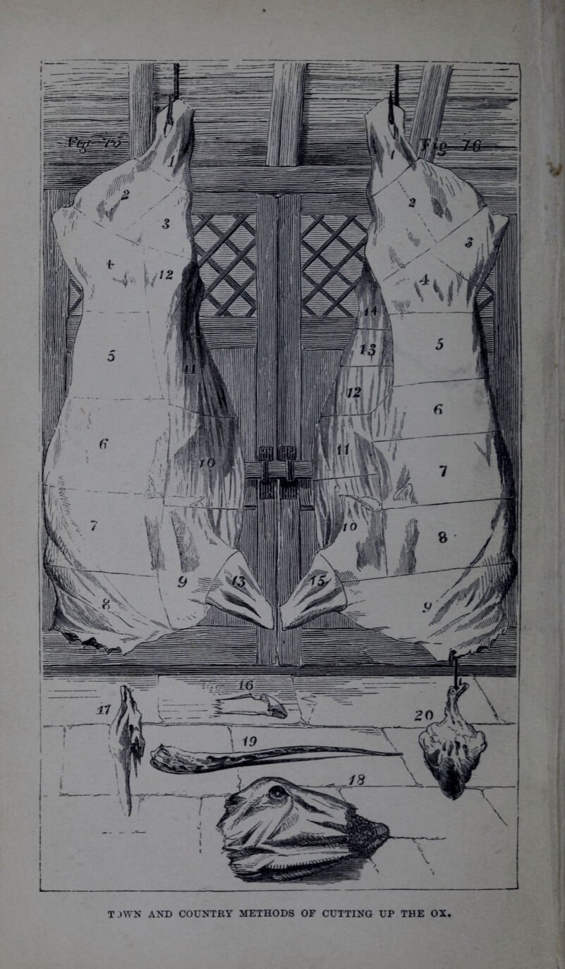 TJWN AND COUNTRY METHODS OF CUTTING UP THE OX,