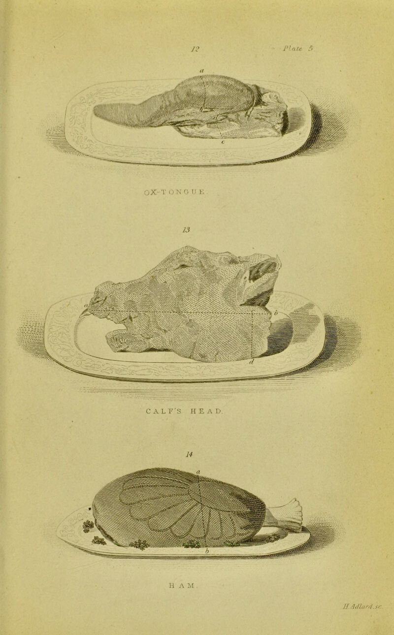 OX- T O N G U E 13 CALF'S HEAD. 14 HAM. // A/Hard .sr.