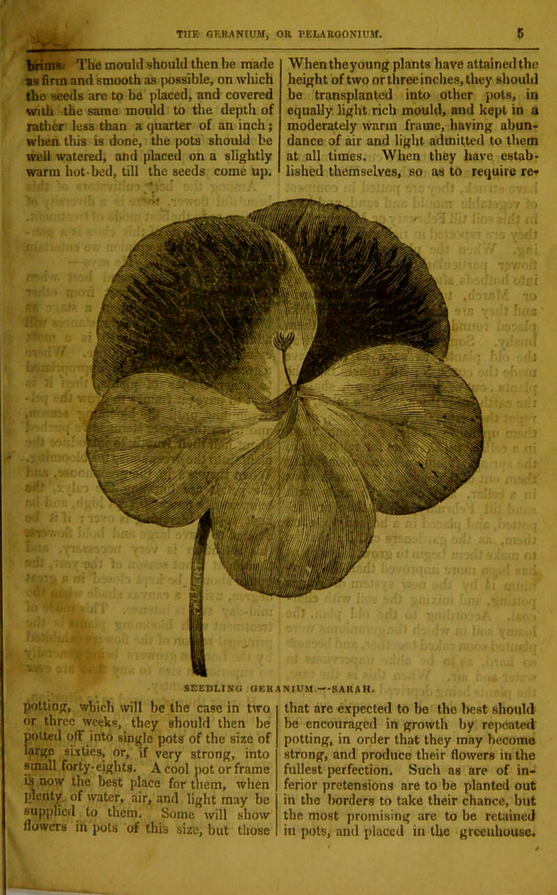 ——— brims. The mould should then be made as firm and smooth as possible, on which the seeds are to be placed, and covered with the same mould to the depth of rather less than a quarter of an inch; when this is done, the pots should be well watered, and placed on a slightly warm hot-bed, till the seeds come up. Whentheyoung plants have attainedthe height of two or three inches, they should be transplanted into other pots, in equally light rich mould, and kept in a moderately warm frame, having abun- dance of air and light admitted to them at all times. When they have estab- lished themselves, so as to require re* SEEDLING GERANIUM. — SARAH. potting, which will be the case in two or three weeks, they should then be potted off into single pots of the size of large sixties, or, if very strong, into small forty-eights. A cool pot or frame is now the best place for them, when plenty of water, air, and light may be supplied to them. Some will show flowers in pots of this size, but those that arc expected to be the best should be encouraged in growth by repeated potting, in order that they may become strong, and produce their flowers in the fullest perfection. Such as are of in- ferior pretensions are to be planted out in the borders to take their chance, but the most promising are to be retained in pots, and placed in the greenhouse.