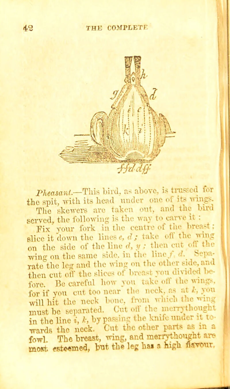IVieasant—Tliis bird, a-; above, is trasrcd for the spit, with its head under one of its wings. The slcewei-s are taken out, and the bird served, the following is the way to carve it : Pis your fork in the centre of the breast : slice it down the lines e, (7; take ttfl the ning on the side of the line rf, ;/; then etit off the I wdng on the same side, in the line/ li. Sepa- I rate the leg and the wing on the other side, and then cut otf the .slices of breast yon divided be- fore. Be careful how you take olf the wings, for if yon cut too near the neck, as at 7-, yon will hit the neck bone, from which the wing must be separated. Cut otf the meiTj-thonght in the Une i, 1-, by pa.ssing the knife under it to- wards the neck. Cut the other parts as in a fowl. The breast, wing, and merrythought are i most esteemed, but the leg ha» a high flarour, ,