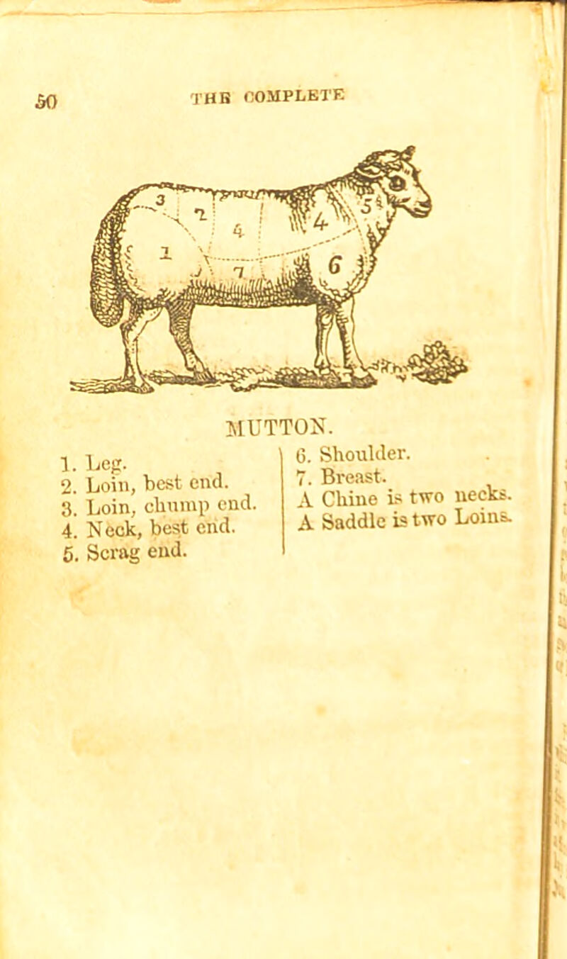 so MUTTON. 1. Leg. 2. Loin, best end. 3. Loin, chump end. 4. Neck, best end. 5. Sci-ag end. G. Shoulder. 7. Breast. A Chine Ls two necks. A Saddle is two Loins.