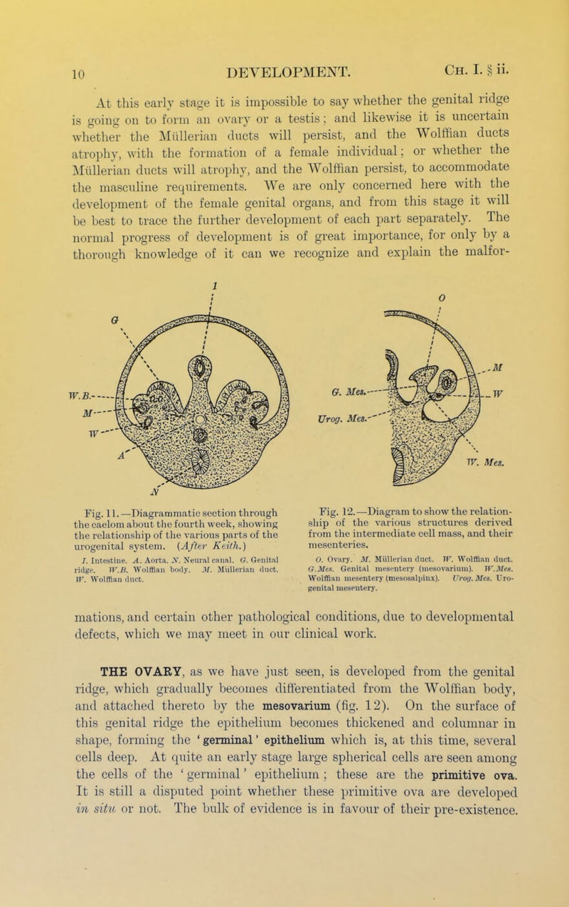 At this early stage it is impossible to say whether the genital ridge is going on to form an ovary or a testis; and likewise it is uncertain whether the Mullerian ducts will persist, and the Wolffian ducts atrophy, with the formation of a female individual; or whether the Mullerian ducts will atrophy, and the Wolffian persist, to accommodate the masculine requirements. We are only concerned here with the development of the female genital organs, and from this stage it will be best to trace the further development of each part separately. The normal progress of development is of great importance, for only by a thorough knowledge of it can we recognize and explain the malfor- l Fig. 11. —Diagrammatic section through the caelom about the fourth week, showing the relationship of the various parts of the urogenital system. (After Keith.) J. Intestine. A. Aorta. X. Neural canal. O. Genital ridge. iV.B. Wolffian body. H. Mullerian duct. fV. Wolffian duct. O Fig. 12.—Diagram to show the relation- ship of the various structures derived from the intermediate cell mass, and their mesenteries. O. Ovary. M. Mullerian duct. IF. Wolffian duct. G.Mcs. Genital mesentery (uiesovarium). W.Meg. Wolffian mesentery (mesosalpinx). I'roij.Mes. Uro- genital mesentery. mations, and certain other pathological conditions, due to developmental defects, which we may meet in our clinical work. THE OVARY, as we have just seen, is developed from the genital ridge, which gradually becomes differentiated from the Wolffian body, and attached thereto by the mesovarium (fig. 12). On the surface of this genital ridge the epithelium becomes thickened and columnar in shape, forming the 'germinal' epithelium which is, at this time, several cells deep. At quite an early stage large spherical cells are seen among the cells of the ' germinal' epithelium ; these are the primitive ova. It is still a disputed point whether these primitive ova are developed in situ or not. The bulk of evidence is in favour of their pre-existence.