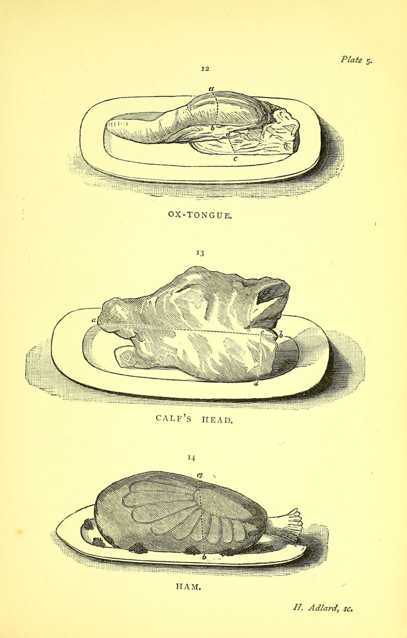 12 OX-TONGUE. 13 calf’s HEAD.