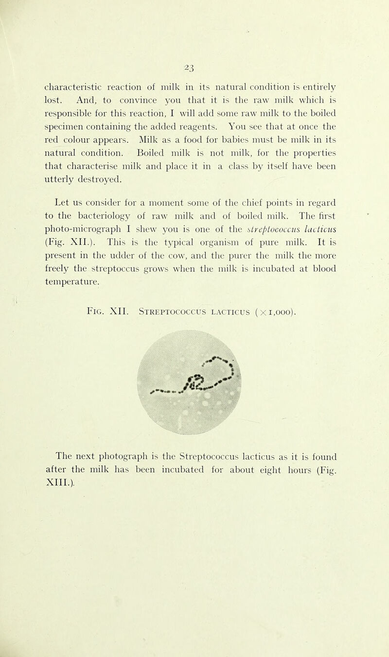 characteristic reaction of milk in its natural condition is entirely lost. And, to convince you that it is the raw milk which is responsible for this reaction, I will add some raw milk to the boiled specimen containing the added reagents. You see that at once the red colour appears. Milk as a food for babies must be milk in its natural condition. Boiled milk is not milk, for the properties that characterise milk and place it in a class by itself have been utterly destroyed. Let us consider for a moment some of the chief points in regard to the bacteriology of raw milk and of boiled milk. The first photo-micrograph I shew you is one of the streptococcus lucticus (Fig. XII.). This is the typical organism of pure milk. It is present in the udder of the cow, and the purer the milk the more freely the streptoccus grows when the milk is incubated at blood temperature. Fig. XII. Streptococcus lacticus (x 1,000). t ML-4 The next photograph is the Streptococcus lacticus as it is found after the milk has been incubated for about eight hours (Fig. XIII.).