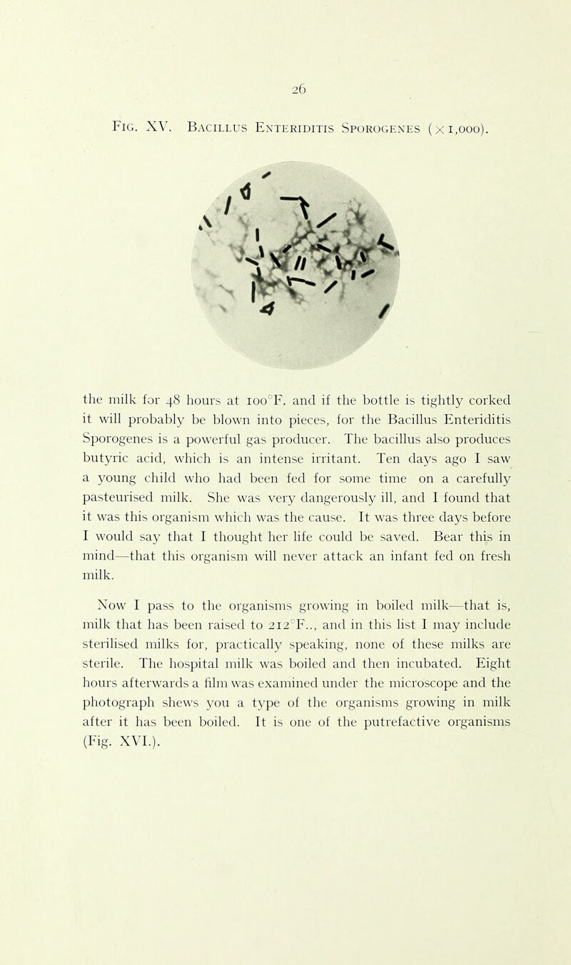 Fig. XV. Bacillus Enteriditis Sporogenes (x 1,000). the milk for 48 hours at ioo°F. and if the bottle is tightly corked it will probably be blown into pieces, for the Bacillus Enteriditis Sporogenes is a powerful gas producer. The bacillus also produces butyric acid, which is an intense irritant. Ten days ago I saw a young child who had been fed for some time on a carefully pasteurised milk. She was very dangerously ill, and I found that it was this organism which was the cause. It was three days before I would say that I thought her life could be saved. Bear this in mind—that this organism will never attack an infant fed on fresh milk. Now I pass to the organisms growing in boiled milk—that is, milk that has been raised to 2i2°F.., and in this list I may include sterilised milks for, practically speaking, none of these milks are sterile. The hospital milk was boiled and then incubated. Eight hours afterwards a film was examined under the microscope and the photograph shews you a type of the organisms growing in milk after it has been boiled. It is one of the putrefactive organisms (Fig. XVI.).