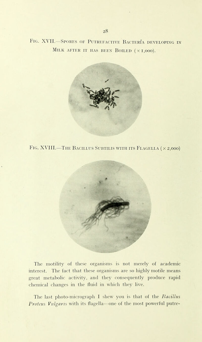 Ihig. XVII.—Spores of Putrefactive Bacteria developing in Milk after it has been Boiled (xi.ooo). Fig. XVIII.—The Bacillus Subtilis with its Flagella (x 2,000) The motility of these organisms is not merely of academic interest. The fact that these organisms are so highly motile means great metabolic activity, and they consequently produce rapid chemical changes in the fluid in which they live. The last photo-micrograph I shew you is that of the Bacillus Proleas Vulgaris with its flagella—one of the most powerful putre-