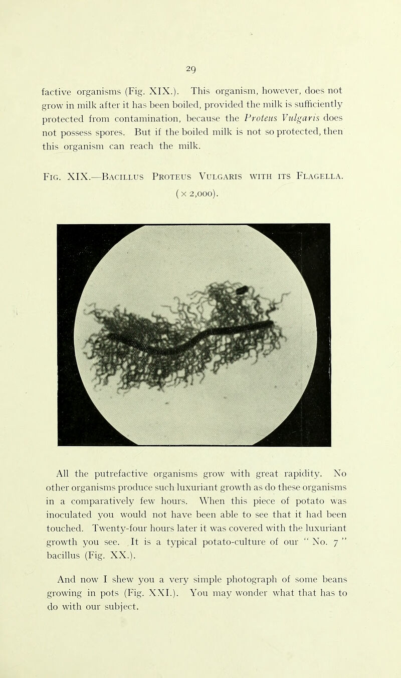 factive organisms (Fig. XIX.). This organism, however, does not grow in milk after it has been boiled, provided the milk is sufficiently protected from contamination, because the Proteus Vulgaris does not possess spores. But if the boiled milk is not so protected, then this organism can reach the milk. Fig. XIX.—Bacillus Proteus Vulgaris with its Flagella. (x 2,000). All the putrefactive organisms grow with great rapidity. No other organisms produce such luxuriant growth as do these organisms in a comparatively few hours. When this piece of potato was inoculated you would not have been able to see that it had been touched. Twenty-four hours later it was covered with the luxuriant growth you see. It is a typical potato-culture of our “ No. 7 ” bacillus (Fig. XX.). And now I shew you a very simple photograph of some beans growing in pots (Fig. XXI.). You may wonder what that has to do with our subject.