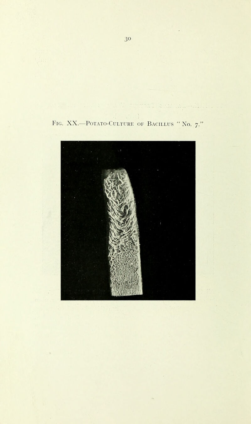 Fig. XX.—Potato-Culture of Bacillus “ No. 7.”