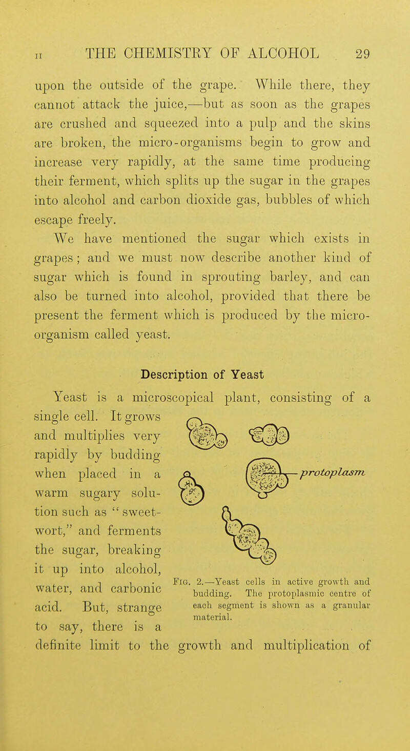 upon the outside of the grape. While there, they cannot attack the juice,—but as soon as the grapes are crushed and squeezed into a pulp and the skins are broken, the micro-organisms begin to grow and increase very rapidly, at the same time producing their ferment, which splits up the sugar in the grapes into alcohol and carbon dioxide gas, bubbles of which escape freely. We have mentioned the sugar which exists in grapes; and we must now describe another kind of sugar which is found in sprouting barley, and can also be turned into alcohol, provided that there be present the ferment which is produced by the micro- organism called yeast. Description of Yeast Yeast is a microscopical plant, consisting of a single cell. It otows and multiplies very rapidly by budding when placed in a >ai^ {q$^h^P^^^P^^ warm sugary solu- tion such as  sweet- wort, and ferments the sugar, breaking it up into alcohol, water, and carbonic acid. But, strange to say, there is a definite limit to the growth and multiplication of Fig. 2.—Yeast cells in active growth aud budding. The protoplasmic centre of each segment is shown as a granular material.