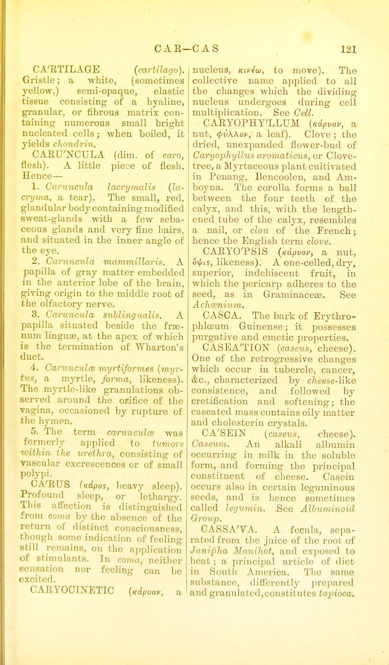 CA'RTILAGE (cartilago). Gristle; a -white, (sometimes yellow,) semi-opaquo, elastic tissue consisting of a hyaline, granular, or fibrous matrix con- taining numerous small bright nucleated cells; -when boiled, it yields chondrin. CARU'NCULA (dim. of caro, flesh). A little piece of flesh. Hence— 1. Caruncula lacrymcdis (la- cryrna, a tear). The small, red, glandular body containing modified sweat-glands with a few seba- ceous glands and very fine hairs, and situated in the inner angle of the eye. 2. Caruncula mammillaris. A papilla of gray matter embedded in the anterior lobe of the brain, giving origin to the middle root of the olfactory nerve. 3. Ca/nincula suhlingualis. A papilla situated beside the fra3- num linguae, at the apes of which is the termination of Wharton's duct. 4. CarunculcB myrtiformes {miir- tus, a myrtle, forma, likeness). The myrtle-like granulations ob- served around the orifice of the vagina, occasioned by ruptui'O of the hymen. 5. The term caruncula} was formerly applied to tumors vAthin the urethra, consisting of vascular excrescences or of small polypi. CA'RUS (iiipos, heavy sleep). Profound sleep, or lethargy. This affection is distinguished from coma by the absence of the return of distinct consciousness, though some indication of feeling still remains, on the application of stimnlants. In coma, neither sensation nor feeling can bo cxci tcf I CARYOCTNETIC {Kdpuop, a nucleus, Kivioi, to move). The collective name applied to all the changes which the dividing nucleus undergoes dui'ing cell multiplication. See Cell. CARYOPHY'LLUM (Kdpvov, a nut, <t>v\Aop, a leaf). Clove ; the dried, unexpanded flower-bud of Caryopliyllus aromaticus, or Clove- tree, a Myrtaceous i^lant cultivated in Penang, Bencoolen, and Am- boyna. The corolla forms a ball between the four teeth of the calyx, and this, with the length- ened tube of the calyx, resembles a nail, or clou of the French; hence the English term clove. CARYO'PSIS {k6.pvov> a nut, o-^is, likeness). A one-celled, dry, superior, indehiscent fruit, in which the pericarp adheres to the seed, as in Graminaceee. See Achainium. CASCA. The bark of Erythro- phlceum Guinense; it jjossesses purgative and emetic properties. CASEA'TION {caseus, cheese). One of the retrogressive changes which occur iu tubercle, cancer, &c., characterized by c7ieese-like consistence, and followed by cretification and softening; the caseated mass contains oily matter and cholesterin crystals. CA'SEIN [caseus, cheese). Caseum. An alkali albumin occurring in milk in the soluble form, and forming tho principal constituent of cheese. Casein occurs also in certain leguminous seeds, and is hence sometimes called legumin. ,Seo AlMiminoid Group. CASSA'VA. A fccula, sepa- rated from tho juice of the root of Junipha Manilwt, and exposctl to heat; a principal article of diet in South America. Tho same subatanco, diff(.'rcntly prepai-ed and granulated,constitutes tapioca.