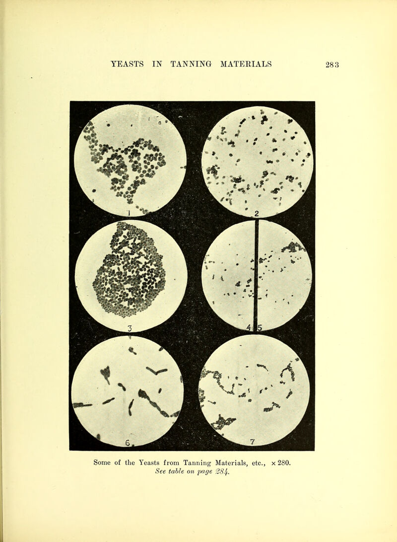 Some of the Yeasts from Tanning Materials, etc., x 280. See table on page 28Jf..