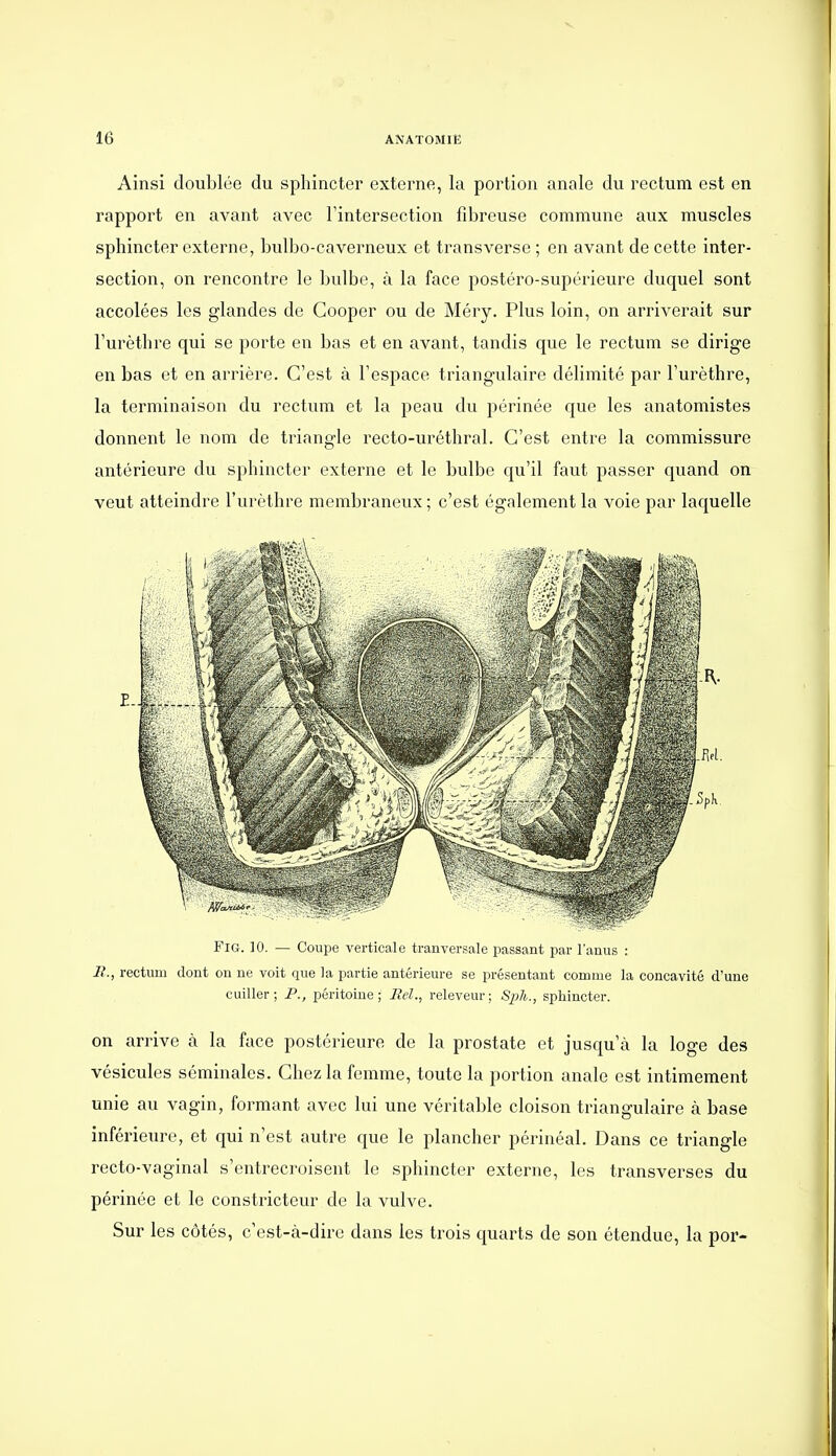 Ainsi doublée du sphincter externe, la portion anale du rectum est en rapport en avant avec l'intersection fibreuse commune aux muscles sphincter externe, bulbo-caverneux et transverse ; en avant de cette inter- section, on rencontre le bulbe, à la face postéro-supéineure duquel sont accolées les glandes de Gooper ou de Méry. Plus loin, on arriverait sur l'urèthre qui se porte en bas et en avant, tandis que le rectum se dirige en bas et en arrière. C'est à l'espace triangulaire délimité par l'urèthre, la terminaison du rectum et la peau du périnée que les anatomistes donnent le nom de triangle recto-uréthral. C'est entre la commissure antérieure du sphincter externe et le bulbe qu'il faut passer quand on veut atteindre l'urèthre membraneux ; c'est également la voie par laquelle FiG. K). — Coupe verticale tranversale passant par l'anus : i?., rectum dont on ne voit que la partie antérieure se présentant comme la concavité d'une cuiller ; P., péritoine ; Bel., releveur ; Sph., sphincter. on arrive à la face postérieure de la prostate et jusqu'à la loge des vésicules séminales. Chez la femme, toute la portion anale est intimement unie au vagin, formant avec lui une véritable cloison triangulaire à base inférieure, et qui n'est autre que le plancher périnéal. Dans ce triangle recto-vaginal s'entrecroisent le sphincter externe, les transverses du périnée et le constricteur de la vulve. Sur les côtés, c'est-à-dire dans les trois quarts de son étendue, la por-