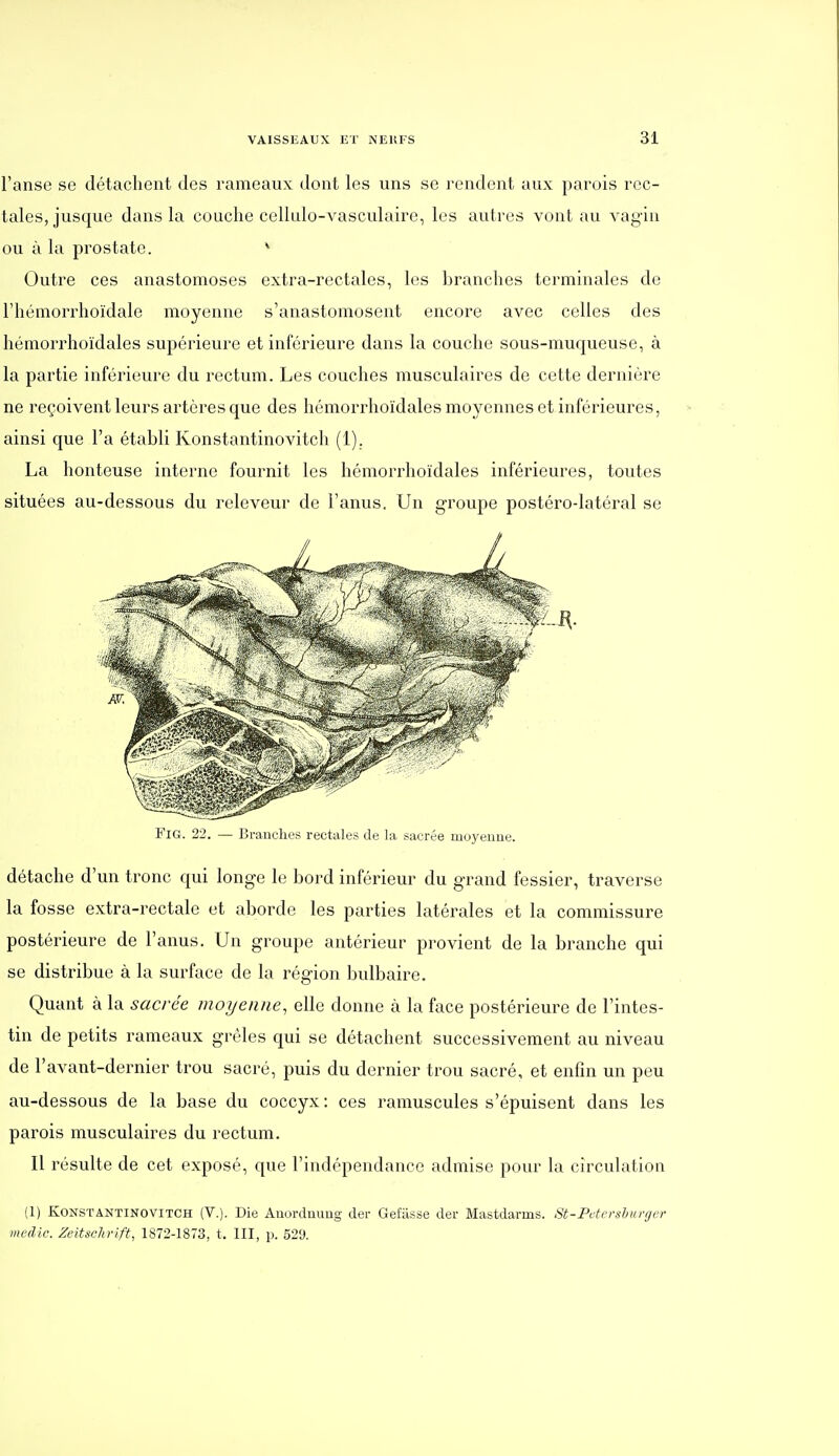 l'anse se détachent des rameaux dont les uns se rendent aux parois rec- tales, jusque dans la couche cellulo-vasculaire, les autres vont au vagin ou à la prostate. ^ Outre ces anastomoses extra-rectales, les branches terminales de l'hémorrhoïdale moyenne s'anastomosent encore avec celles des hémorrhoïdales supérieure et inférieure dans la couche sous-muqueuse, à la partie inférieure du rectum. Les couches musculaires de cette dernière ne reçoivent leurs artères que des hémorrhoïdales moyennes et inférieures, ainsi que l'a établi Konstantinovitch (1). La honteuse interne fournit les hémorrhoïdales inférieures, toutes situées au-dessous du releveur de l'anus. Un groupe postéro-latéral se FiG. 22. — Branches rectales de la sacrée moyeune. détache d'un tronc qui longe le bord inférieur du grand fessier, traverse la fosse extra-rectale et aborde les parties latérales et la commissure postérieure de l'anus. Un groupe antérieur provient de la branche qui se distribue à la surface de la région bulbaire. Quant à la sacrée moyenne, elle donne à la face postérieure de l'intes- tin de petits rameaux grêles qui se détachent successivement au niveau de l'avant-dernier trou sacré, puis du dernier trou sacré, et enfin un peu au-dessous de la base du coccyx : ces ramuscules s'épuisent dans les parois musculaires du rectum. Il résulte de cet exposé, que l'indépendance admise pour la circulation (1) Konstantinovitch (V.). Die Auordnuiig der Gefilsse der Mastdarms. St-Pdershurrjcr inedic. Zeitschrift, 1872-1873, t. III, p. 529.