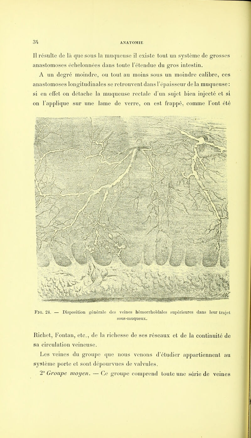 Il résulte de là que sous la muqueuse il existe tout un système de grosses anastomoses échelonnées dans toute l'étendue du gros intestin. A un degré moindre, ou tout au moins sous un moindre calibre, ces anastomoses longitudinales se retrouvent dans l'épaisseur de la muqueuse : si en effet on détache la muqueuse rectale d un sujet bien injecté et si on l'applique sur une lame de verre, on est frappé, comme l'ont été FiG. 24. — Disposition générale des veines hémorrhoïdales supérieures dans leur trajet sous-muqueux. Richet, Fontan, etc., de la richesse de ses réseaux et de la continuité de sa circulation veineuse. Les veines du groupe que nous venons d'étudier appartiennent au système porte et sont dépourvues de valvules. 2° Groupe moyen. — Ce groupe comprend toute une série de veines