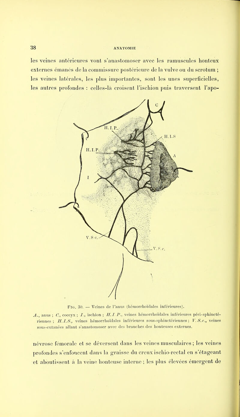 les veines antérieures vont s'anastomoser avec les ramuscules honteux externes émanés de la commissure postérieure de la vulve ou du scrotum ; les veines latérales, les plus importantes, sont les unes superficielles, les autres profondes : celles-là croisent l'ischion puis traversent l'apo- FlG. 30. — Veines de l'anus (hémorrhoïdales inférieures). A. anus ; C. coccyx ; I., ischion ; H.I.P., veines hémorrhoïdales inférieures péri-sphincté- riennes ; II. 1.8., veines hémorrhoïdales inférieures sous-sphinctériennes ; V.S.c, veines sous-cutanées allant s'anastomoser avec des branches des honteuses externes. névrose fémorale et se déversent dans les veines musculaires ; les veines profondes s'enfoncent dans lu graisse du creux ischio-rectal en s'étageant et aboutissent à la veine honteuse interne ; les plus élevées émergent de