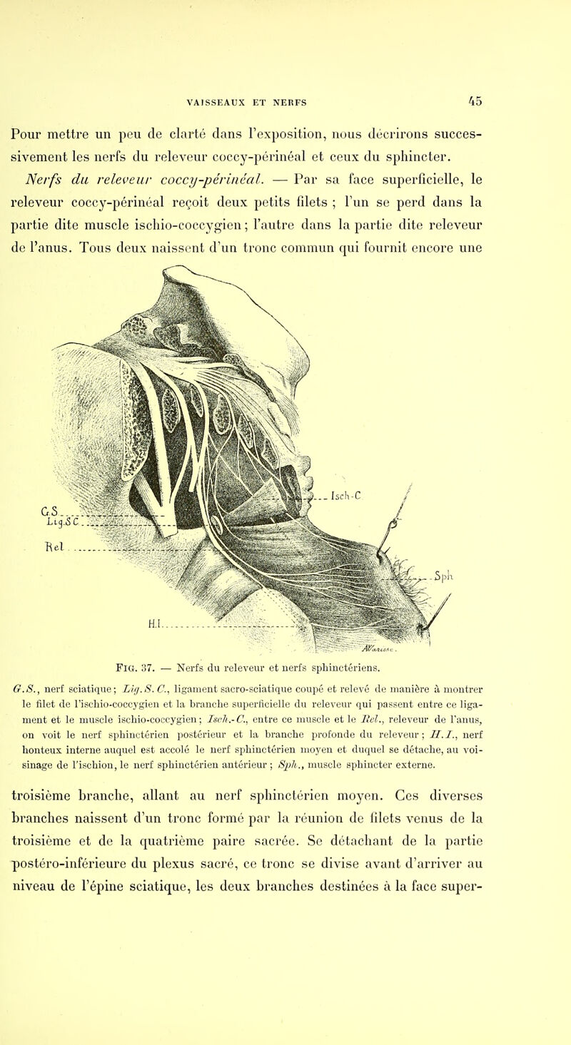 Pour mettre un peu de clarté dans l'exposition, nous décrirons succes- sivement les nerfs du releveur coccy-périnéal et ceux du sphincter. Nerfs du releveur coccy-périnéal. — Par sa face superficielle, le releveur coccy-périnéal reçoit deux petits filets ; l'un se perd dans la partie dite muscle ischio-coccygien ; l'autre dans la partie dite releveur de l'anus. Tous deux naissent d'un tronc commun qui fournit encore une FiG. ;j7. — Nerfs du releveur et nerfs sphmctériens. G.S., nerf sciatique; Lirj.S. C, ligament sacro-sciatique coupé et relevé de manière à montrer le filet de l'iscliio-coccygien et la branche superficielle du releveur qui passent entre ce liga- ment et le muscle ischio-coccygien; Isch.-C, entre ce muscle et le IlcL, releveur de l'anus, on voit le nerf sphinctérien postérieur et la branche profonde du releveur; H.I., nerf honteux interne auquel est accolé le nerf sphinctérien moyen et duquel se détache, au voi- sinage de l'ischion, le nerf sphinctérien antérieur ; Sph., muscle sphincter externe. troisième branche, allant au nerf sphinctérien moyen. Ces diverses branches naissent d'un tronc formé par la réunion de filets venus de la troisième et de la quatrième paire sacrée. Se détachant de la partie postéro-inférieure du plexus sacré, ce tronc se divise avant d'arriver au niveau de l'épine sciatique, les deux branches destinées à la face super-