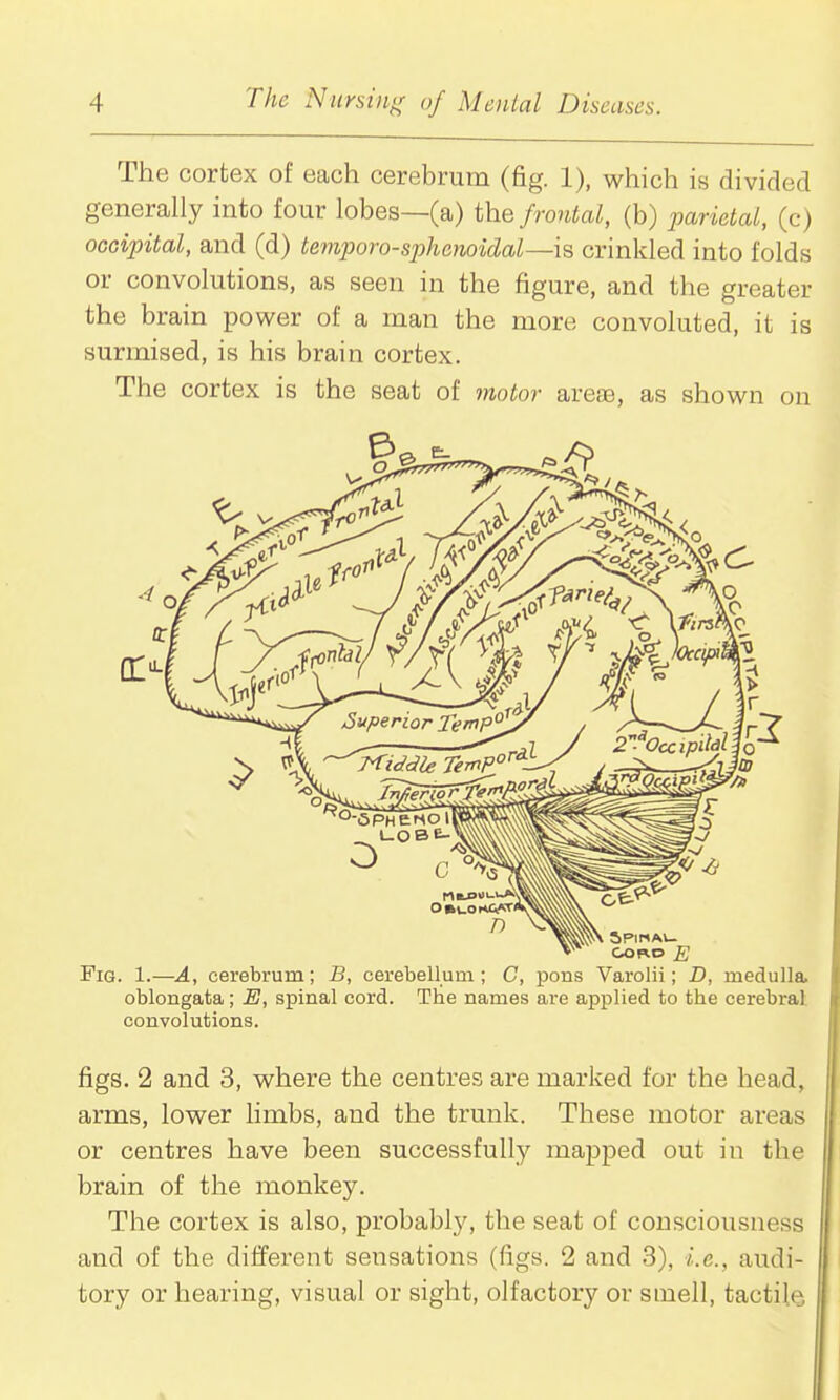 The cortex of each cerebrum (fig. 1), which is divided generally into four lobes—(a) the frontal, (b) jmrietal, (c) occipital, and (d) te77iporo-sphenoidal—is crinkled into folds or convolutions, as seen in the figure, and the greater the brain power of a man the more convoluted, it is surmised, is his brain cortex. The cortex is the seat of motor areae, as shown on Fig. 1.—A, cerebrum; B, cerebellum; C, pons Varolii; D, medulla oblongata; E, spinal cord. The names are applied to the cerebral convolutions. figs. 2 and 3, where the centres are marked for the head, arms, lower limbs, and the trunk. These motor areas or centres have been successfully mapped out in the brain of the monkey. The cortex is also, probably, the seat of consciousness and of the different sensations (figs. 2 and 3), i.e., audi- tory or hearing, visual or sight, olfactory or smell, tactile