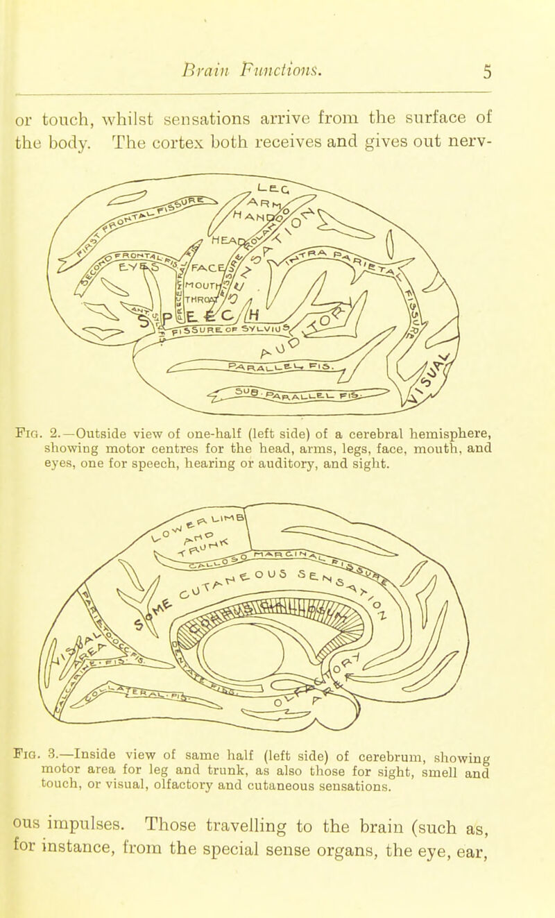 or touch, whilst sensations arrive from the surface of the body. The cortex both receives and gives out nerv- PiG. 2.—Outside view of one-half (left side) of a cerebral hemisphere, showing motor centres for the head, arms, legs, face, mouth, and eyes, one for speech, hearing or auditory, and sight. Fig. 3.—Inside view of same half (left side) of cerebrum, showing motor area for leg and trunk, as also those for sight, smell and touch, or visual, olfactory and cutaneous sensations. ous impulses. Those travelhng to the brain (such as, for instance, from the special sense organs, the eye, ear,