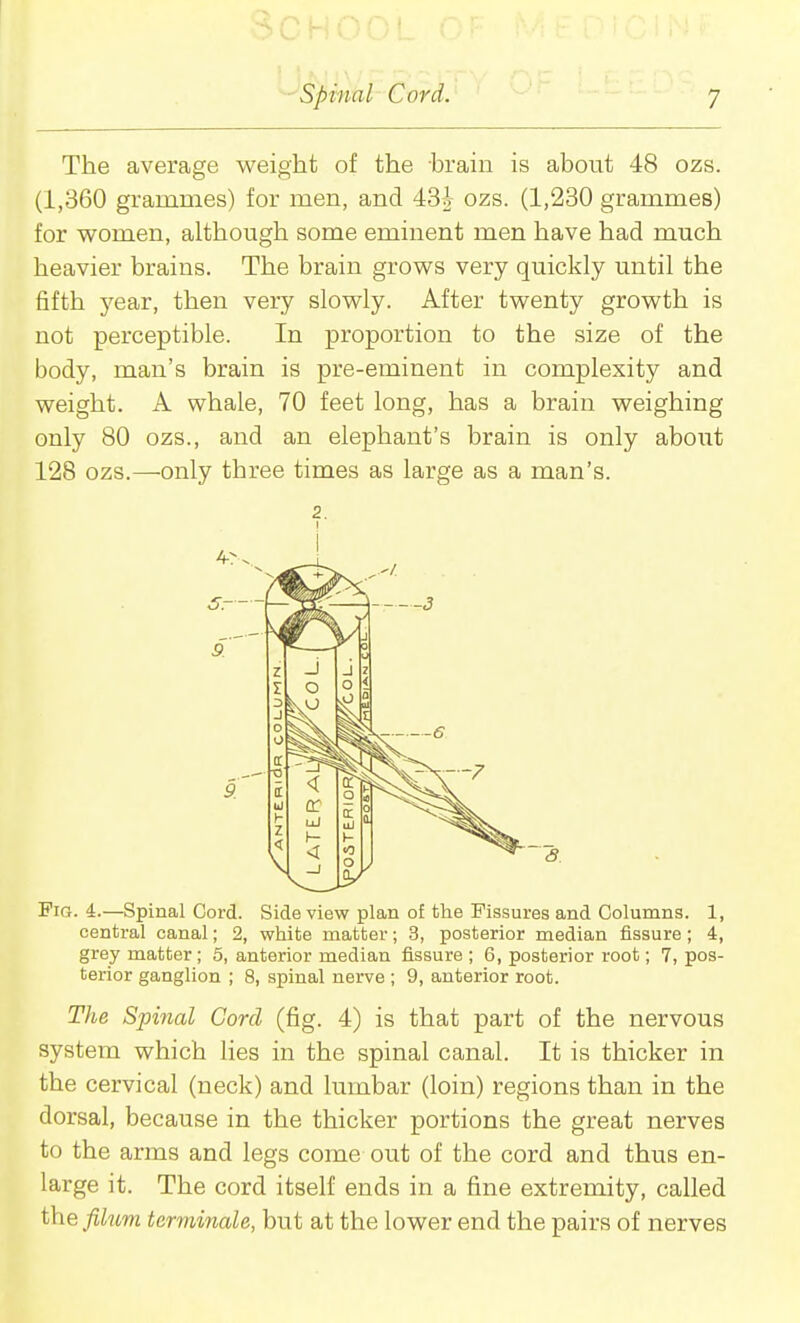 The average weight of the brain is about 48 ozs. (1,360 grammes) for men, and 43i ozs. (1,230 grammes) for women, although some eminent men have had much heavier brains. The brain grows very quickly until the fifth j^ear, then very slowly. After twenty growth is not perceptible. In proportion to the size of the body, man's brain is pre-eminent in complexity and weight. A whale, 70 feet long, has a brain weighing only 80 ozs., and an elephant's brain is only about 128 ozs.—-only three times as large as a man's. Fig. 4.—Spinal Cord. Side view plan of the Fissures and Columns. 1, central canal; 2, white matter; 3, posterior median fissure; 4, grey matter ; 5, anterior median fissure ; 6, posterior root; 7, pos- terior ganglion ; 8, spinal nerve ; 9, anterior root. The Spinal Cord (fig. 4) is that part of the nervous system which lies in the spinal canal. It is thicker in the cervical (neck) and lumbar (loin) regions than in the dorsal, because in the thicker portions the great nerves to the arms and legs come out of the cord and thus en- large it. The cord itself ends in a fine extremity, called the filum terminale, but at the lower end the pairs of nerves