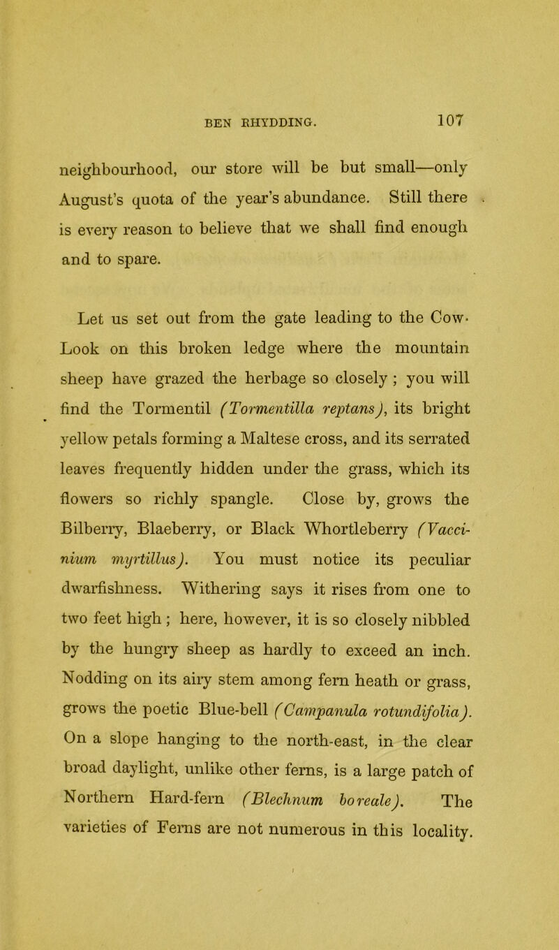 neighbourhood, our store will be but small—only August’s quota of the year’s abundance. Still there . is eveiy reason to believe that we shall find enough and to spare. Let us set out from the gate leading to the Cow- Look on this broken ledge where the mountain sheep have grazed the herbage so closely; you will find the Tormentil (Tormentilla reptans), its bright yellow petals forming a Maltese cross, and its serrated leaves frequently hidden under the grass, which its flowers so richly spangle. Close by, grows the Bilberry, Blaeberry, or Black Whortleberry (Vacci- nium myrtillusJ. You must notice its peculiar dwaidishness. Withering says it rises from one to two feet high ; here, however, it is so closely nibbled by the hungry sheep as hardly to exceed an inch. Nodding on its airy stem among fern heath or grass, grows the poetic Blue-bell f Campanula rotundifolia). On a slope hanging to the north-east, in the clear broad daylight, unlike other ferns, is a large patch of Northern Hard-fern (Blechnum ho reale). The varieties of Ferns are not numerous in this locality. I