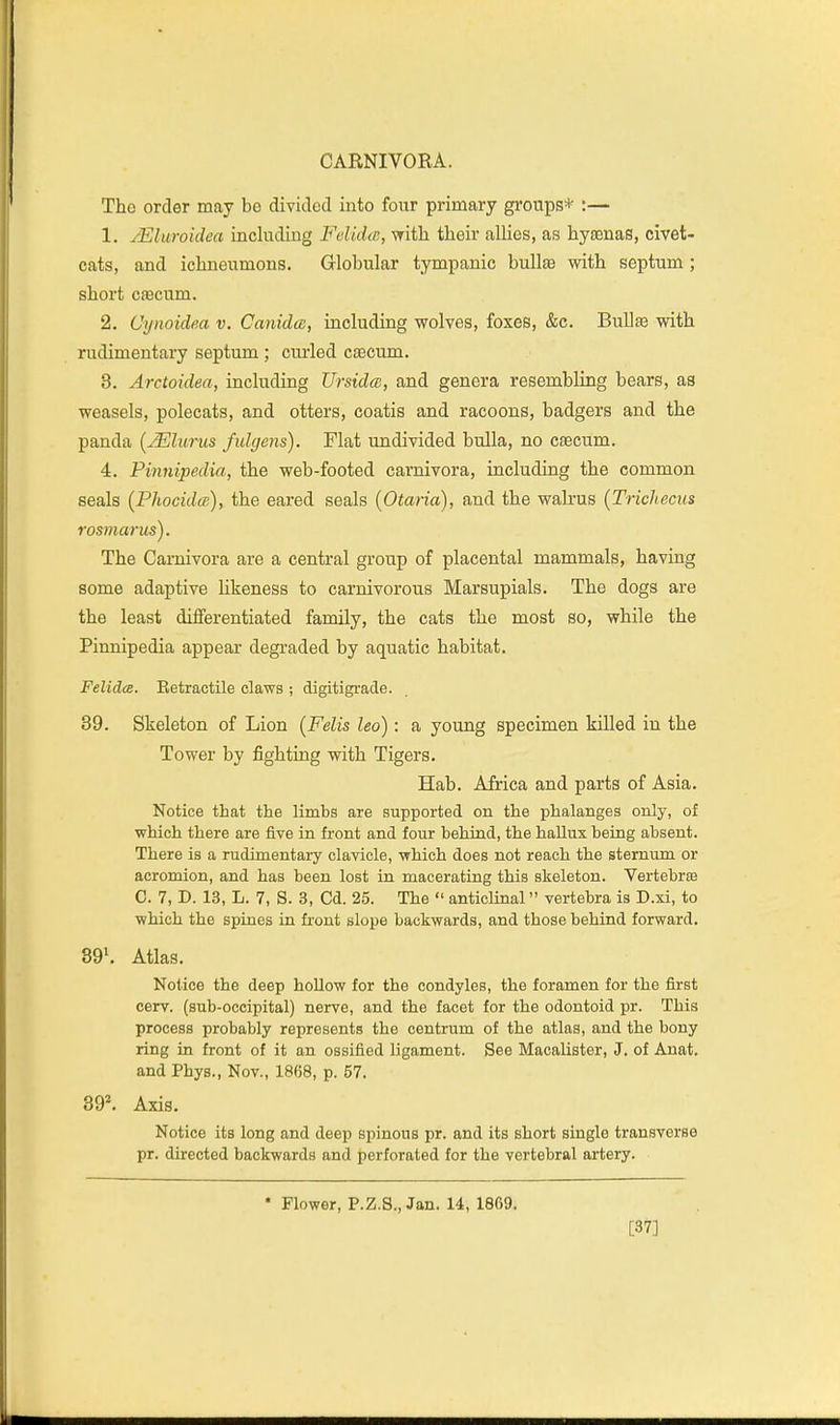 The order may be divided into four primary groups* :— 1. /Eliiroidea including FelidiB, with their alHes, as hyaenas, civet- cats, and ichneumons. Globular tympanic bullce with septum ; short csecum. 2. Cynoidea v. Canidm, including wolves, foxes, &c. Bullae with rudimentary septum ; curled caecum. 3. Arctoidea, including UrsidcD, and genera resembling bears, as weasels, polecats, and otters, coatis and racoons, badgers and the panda (^lurus fidgens). Flat undivided bulla, no caecum. 4. Pinnipedia, the web-footed carnivora, including the common seals (Phocidce), the eared seals (Otaria), and the walrus {Trichecus rosmarus). The Carnivora are a central group of placental mammals, having some adaptive likeness to carnivorous Marsupials. The dogs are the least differentiated family, the cats the most so, while the Pinnipedia appear degraded by aquatic habitat, FelidcB. Betractile claws ; digitigracle. 39. Skeleton of Lion {Felis leo): a young specimen killed in the Tower by fighting with Tigers. Hah. Africa and parts of Asia. Notice that the limbs are supported on the phalanges only, of which there are five in front and four behind, the hallux being absent. There is a rudimentaiy clavicle, which does not reach the sternum or acromion, and has been lost in macerating this skeleton. Vertebrffi C. 7, D. 13, L. 7, S. 3, Cd. 25. The  anticlmal vertebra is D.xi, to which the spines in front slope backwards, and those behind forward. 39». Atlas. Notice the deep hollow for the condyles, the foramen for the first cerv. (sub-occipital) nerve, and the facet for the odontoid pr. This process probably represents the centrum of the atlas, and the bony ring in front of it an ossified ligament. See Macalister, J. of Anat. and Phys., Nov., 1868, p. 57. 39*. Axis. Notice its long and deep spinous pr. and its short single transverse pr. directed backwards and perforated for the vertebral artery. • Flower, P.Z.S., Jan. 14, 1869. [37]