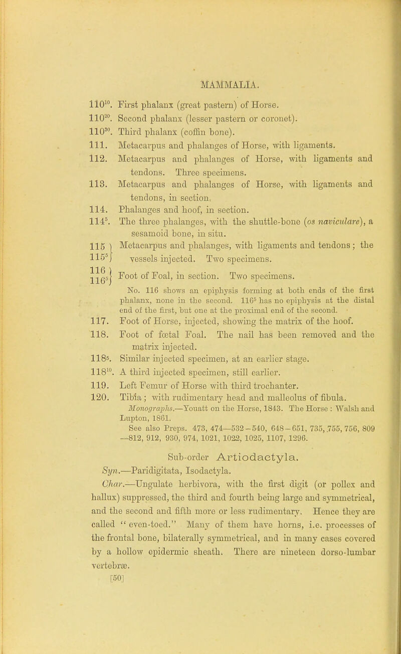 110'. First phalanx (great pastern) of Horse. 110. Second phalanx (lesser pastern or coronet). 110'. Third phalanx (coffin bone). 111. Metacarpus and phalanges of Horse, with ligaments. 112. Metacarpus and phalanges of Horse, with ligaments and tendons. Three specimens. 113. Metacarpus and phalanges of Horse, with ligaments and tendons, in section. 114. Phalanges and hoof, in section. 114*. The thi-ee phalanges, with the shuttle-hone (os navicularc), a sesamoid bone, in situ. 115 1 Metacai-pus and phalanges, with ligaments and tendons ; the 115*1 vessels injected. Two specimens. 116 ) 116*1 ^^^^ of Foal, in section. Two specimens. No. 116 shows an epiphysis forming at both ends of the first phalanx, none in the second. 116^ has no epiphysis at the distal end of the first, but one at the jjrosimal end of the second. 117. Foot of Horse, injected, showing the matrix of the hoof. 118. Foot of fcetal Foal. The nail has been removed and the matrix injected. 1185. Similar injected specimen, at an earlier stage. 118'. A third injected specimen, still earlier. 119. Left Femur of Horse with third trochanter. 120. Tibia ; with rudimentary head and malleolus of fibula. Monographs.—Youatt on the Horse, 1843. The Horse : Walsh and Lupton, 18G1. See also Preps. 473, 474—532-540, 648-C51, 735, .755, 756, 809 —812, 912, 930, 974, 1021, 1022, 1025, 1107, 1296. Sub-order Artiodaetyla. Syn.—Paridigitata, Isodactjda. Char.—Ungulate herbivora, with the first digit (or poUex and hallux) suppressed, the third and fourth being large and sjnnmetrical, and the second and fifth more or less rudimentary. Hence they are called  even-toed. Many of them have horns, i.e. processes of the fi'ontal bone, bilaterally sj^mmetrical, and in many cases covered by a hollow epidermic sheath. There are nineteen dorso-lumbar vertebroD. [50]