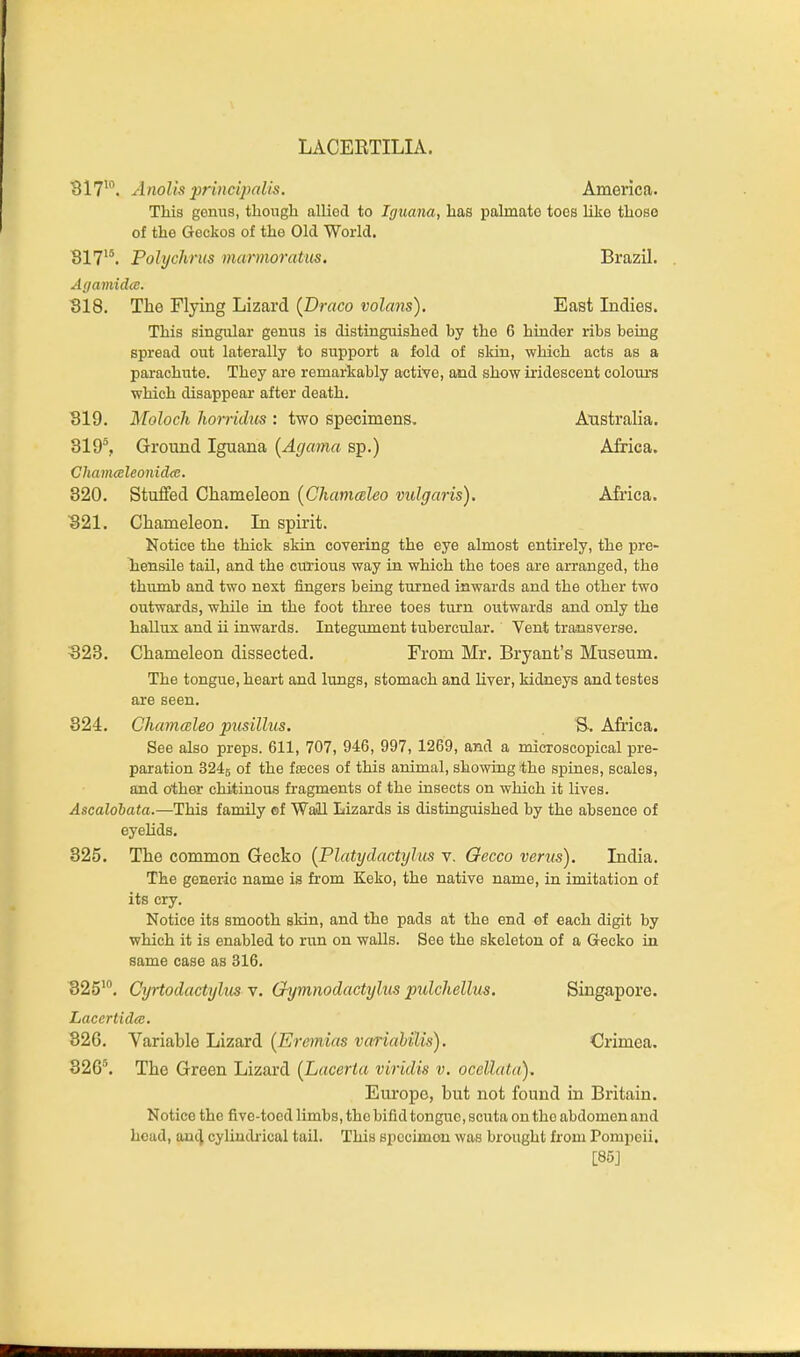 LACEETILIA. 817^. Anolis principalis, America. This gonus, though allied to Iguana, has palmate toes like those of the Geckos of the Old World. 817'^ Polychrus marmoratus. Brazil. Agamid(e. 818. The Flying Lizard {Draco volans). East Indies. This singular genus is distinguished by the 6 hinder ribs being spread out laterally to support a fold of sldn, which acts as a parachute. They are remarkably autive, and show iridescent coloui-s which disappear after death. 819. Moloch horndus : two specimens. Australia. 819% Ground Iguana {Agama sp.) Africa. Chamceleonidce. 820. Stuffed Chameleon {Chamcdeo vulgaris). Africa. 821. Chameleon. In spirit. Notice the thick skin covering the eye almost entirely, the pre- hensile tail, and the curious way in which the toes are arranged, the thumb and two next lingers being turned inwards and the other two outwards, while in the foot thi-ee toes turn outwards and only the hallux and ii inwards. Integument tubercular. Vent transverse. 823. Chameleon dissected. From Mr. Bryant's Museum. The tongue, heart and lungs, stomach and liver, kidneys and testes are seen. 824. CJummleo pusillus. S. Africa. See also preps. 611, 707, 946, 997, 1269, and a microscopical pre- paration 3245 of the fteces of this animal, showing the spines, scales, and other chitinous fragments of the insects on which it lives. Ascalobata.—This family of Waill Lizards is distinguished by the absence of eyelids. 325. The common Gecko {Plattj dactyl us v. Oecco varus). India. The generic name is fi'om Keko, the native name, in imitation of its cry. Notice its smooth skin, and the pads at the end of each digit by which it is enabled to run on walls. See the skeleton of a Gecko in same case as 316. 825'. Cyrtodactylus v. Gymnodactylus pulchellus. Singapore. LacertideB. 82G, Variable Lizard (Eremias vatiahilis). Crimea. 32G'. The Green Lizard {Lacerta viridis v. ocellata), Europe, but not found in Britain. Notice the five-toed limbs, the bifid tongue, scuta on the abdomen and head, ancl cylindrical tail. This specimen was brought from Pompeii. [85J